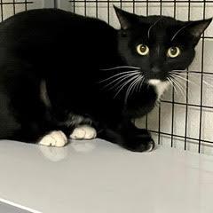 Enlarge Shiloh, a Adoptable Domestic Short Hair in Green Valley, AZ image 2/5