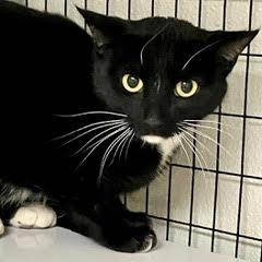 Enlarge Shiloh, a Adoptable Domestic Short Hair in Green Valley, AZ image 3/5