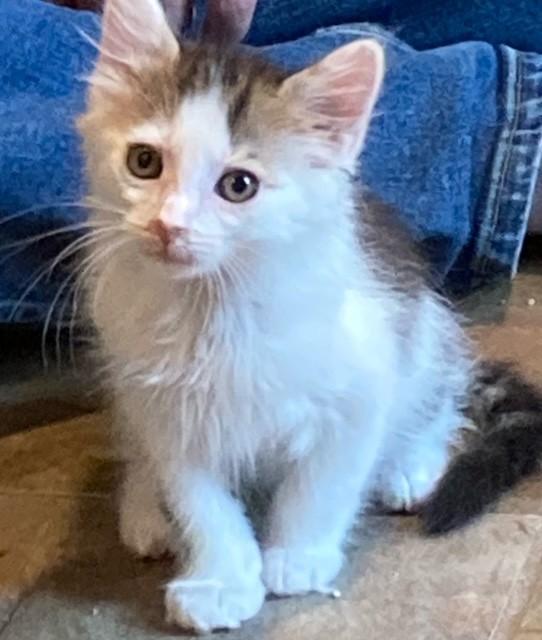 Enlarge Hermey - Adorable Long Hair Kitten, a Adopted mixed breed in Ringoes, NJ image 1/1