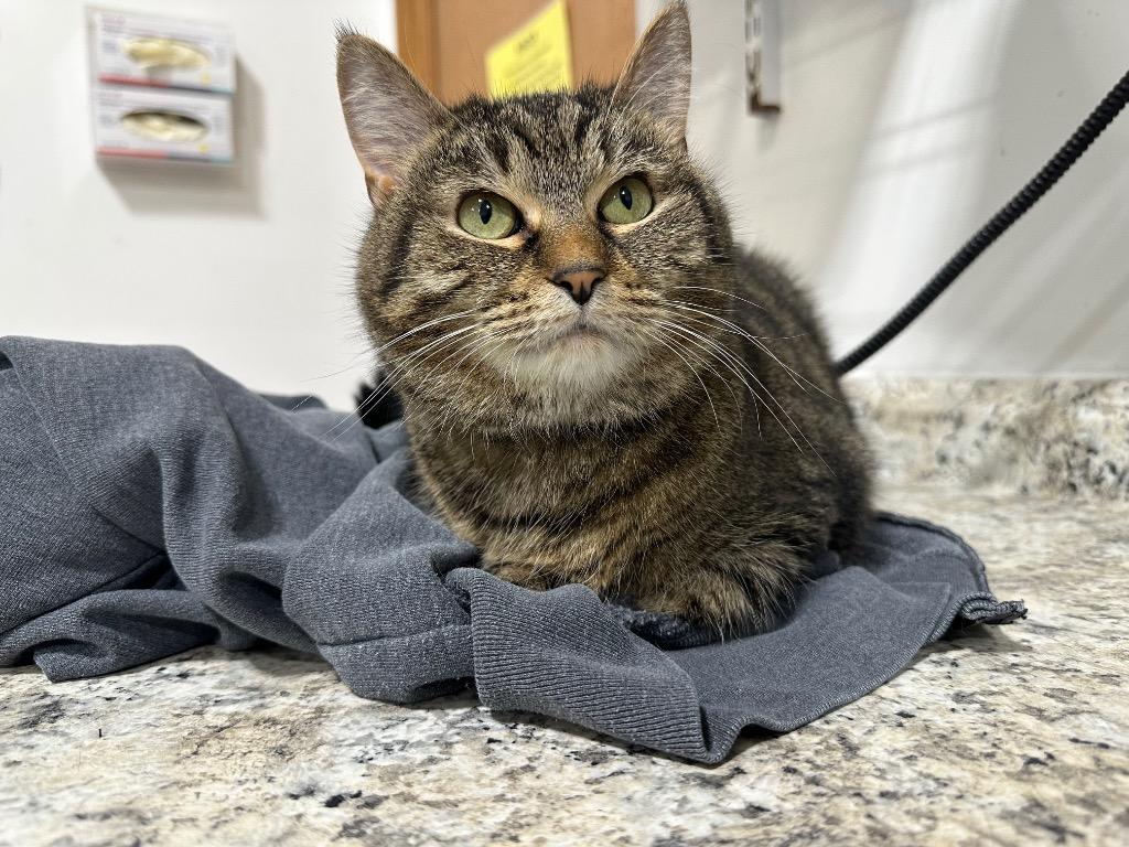 Paddie, Adoptable, Senior Female Domestic Short Hair & Tabby.