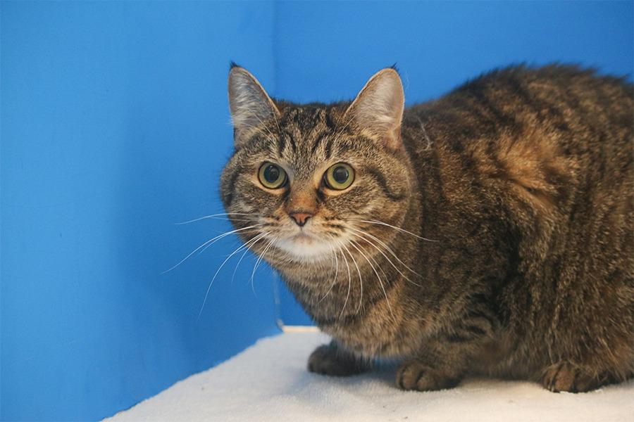 Paddie, a Adoptable mixed breed in Powell, OH image 2/3