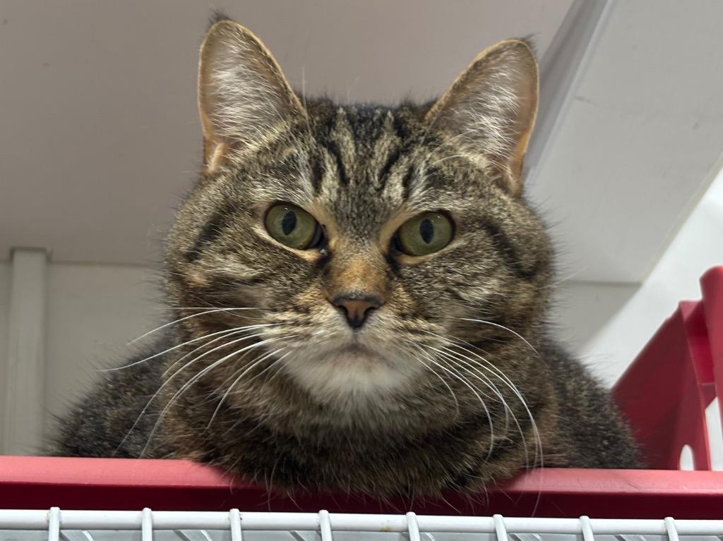 Paddie, a Adoptable mixed breed in Powell, OH image 3/3