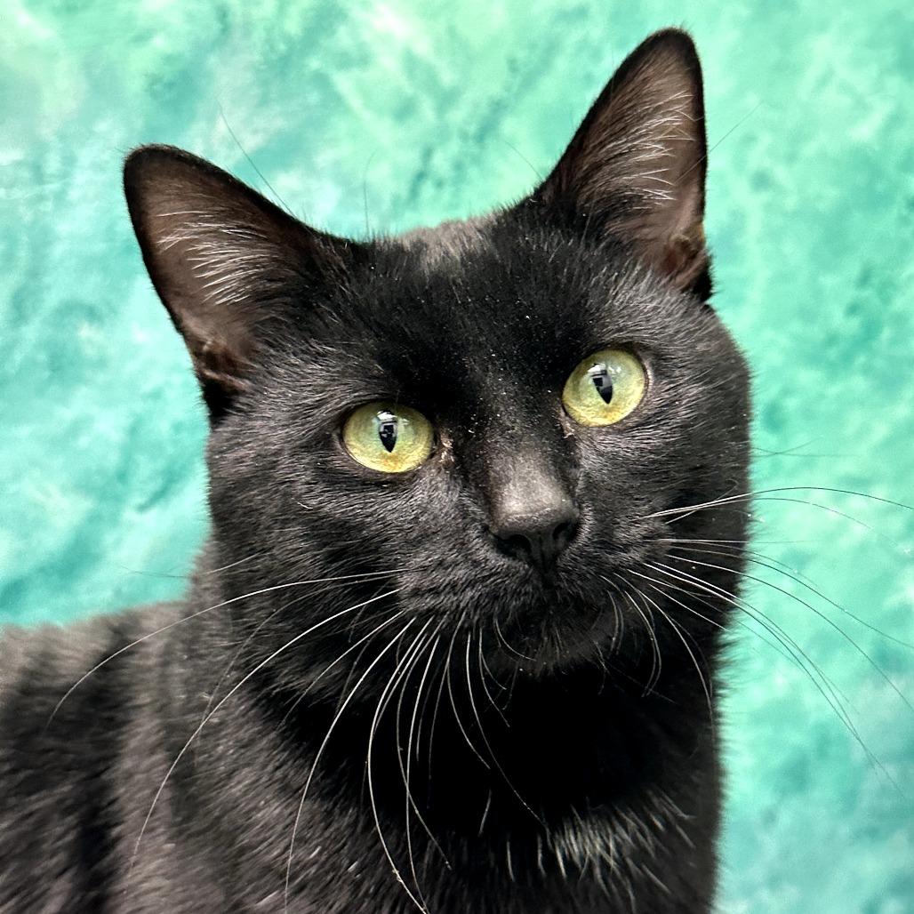 Plato, Adoptable, Adult Male Domestic Short Hair.