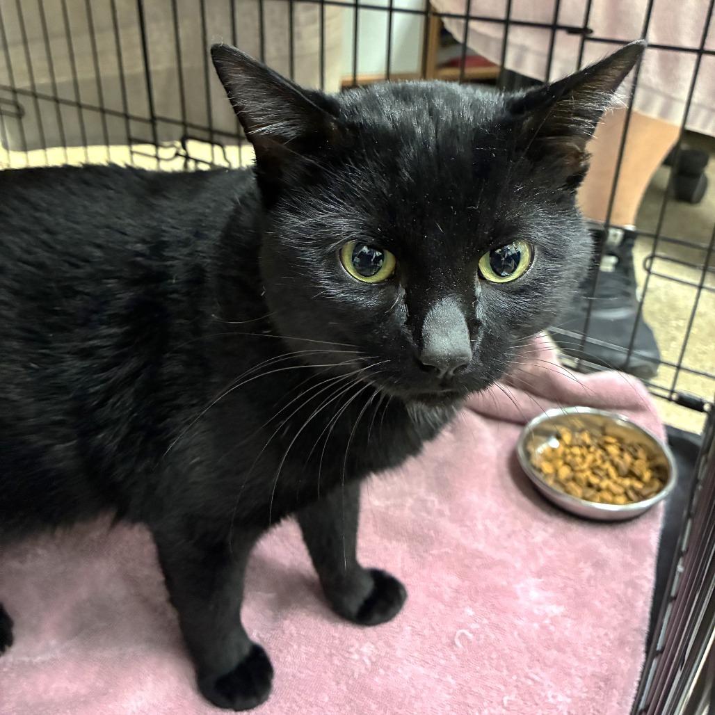 Enlarge Plato, a Adoptable Domestic Short Hair in Skokie, IL image 2/6