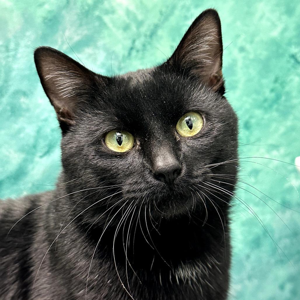 Enlarge Plato, a Adoptable Domestic Short Hair in Skokie, IL image 5/6