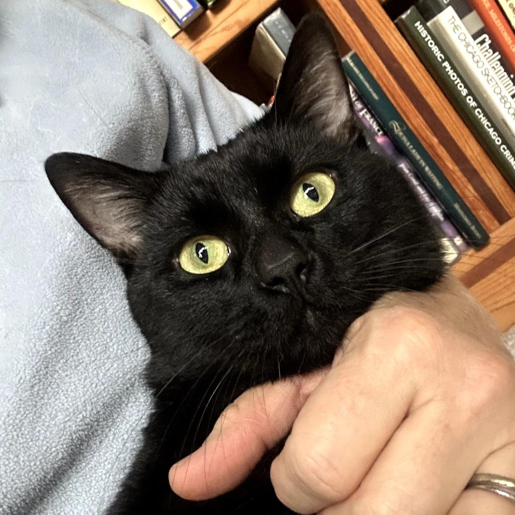 Enlarge Plato, a Adoptable Domestic Short Hair in Skokie, IL image 6/6