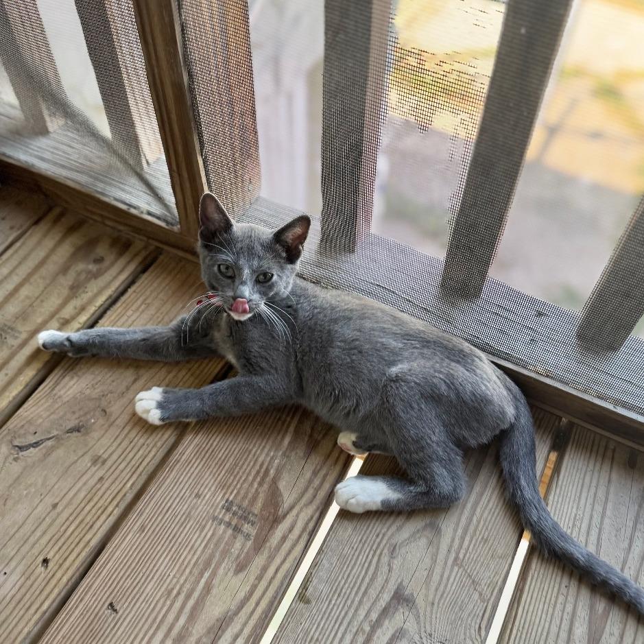 Mercury, Adoptable, Young Male Domestic Short Hair.