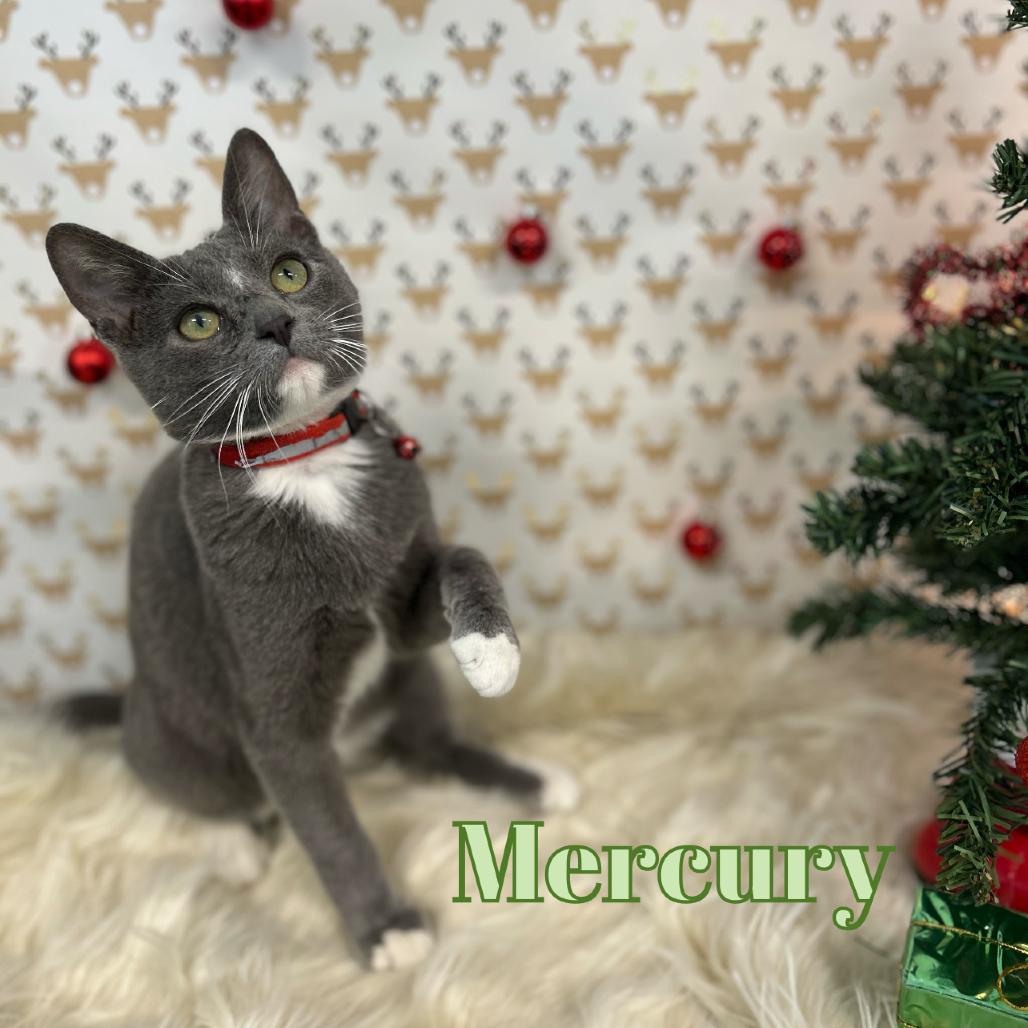 Mercury, a Adoptable Domestic Short Hair in Brownsboro, AL image 2/3