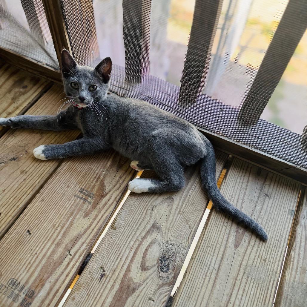 Mercury, a Adoptable Domestic Short Hair in Brownsboro, AL image 3/3