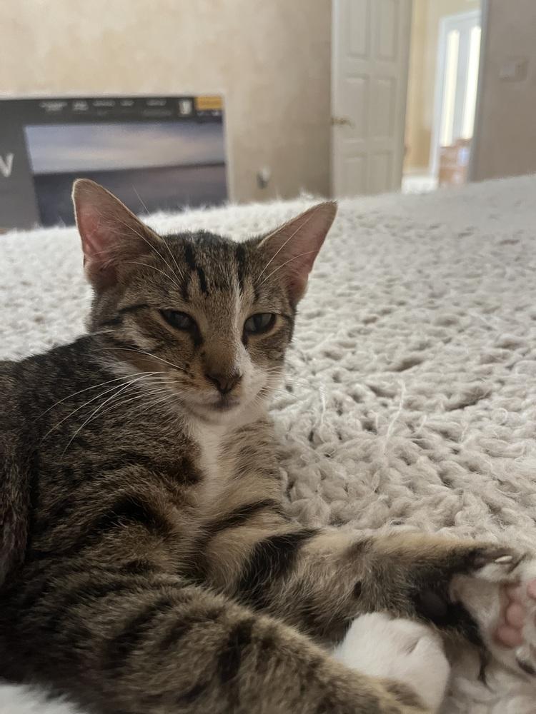 Han, Adoptable, Young Male American Shorthair.