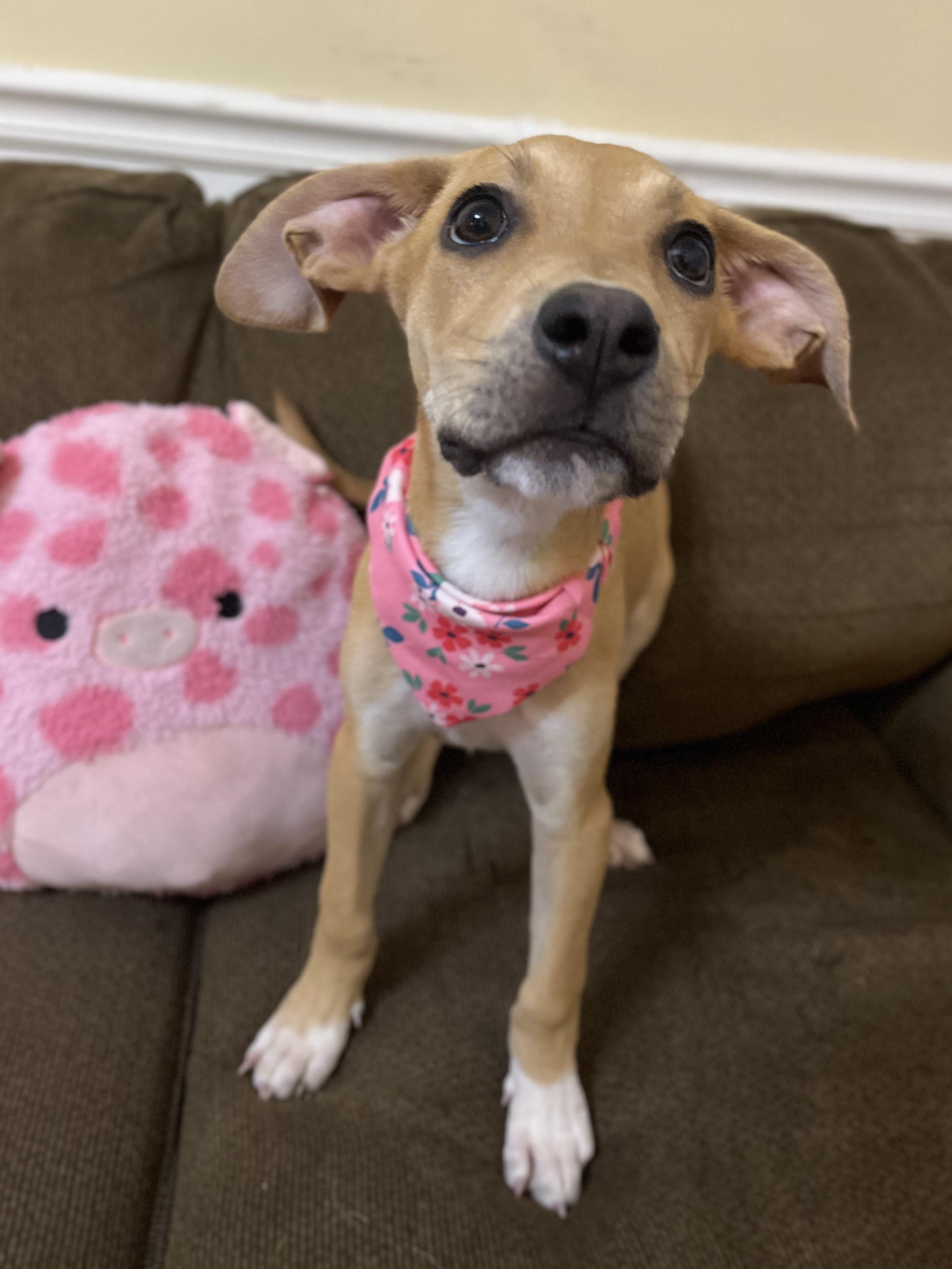 Annie, adopted, Puppy Female Mixed Breed.