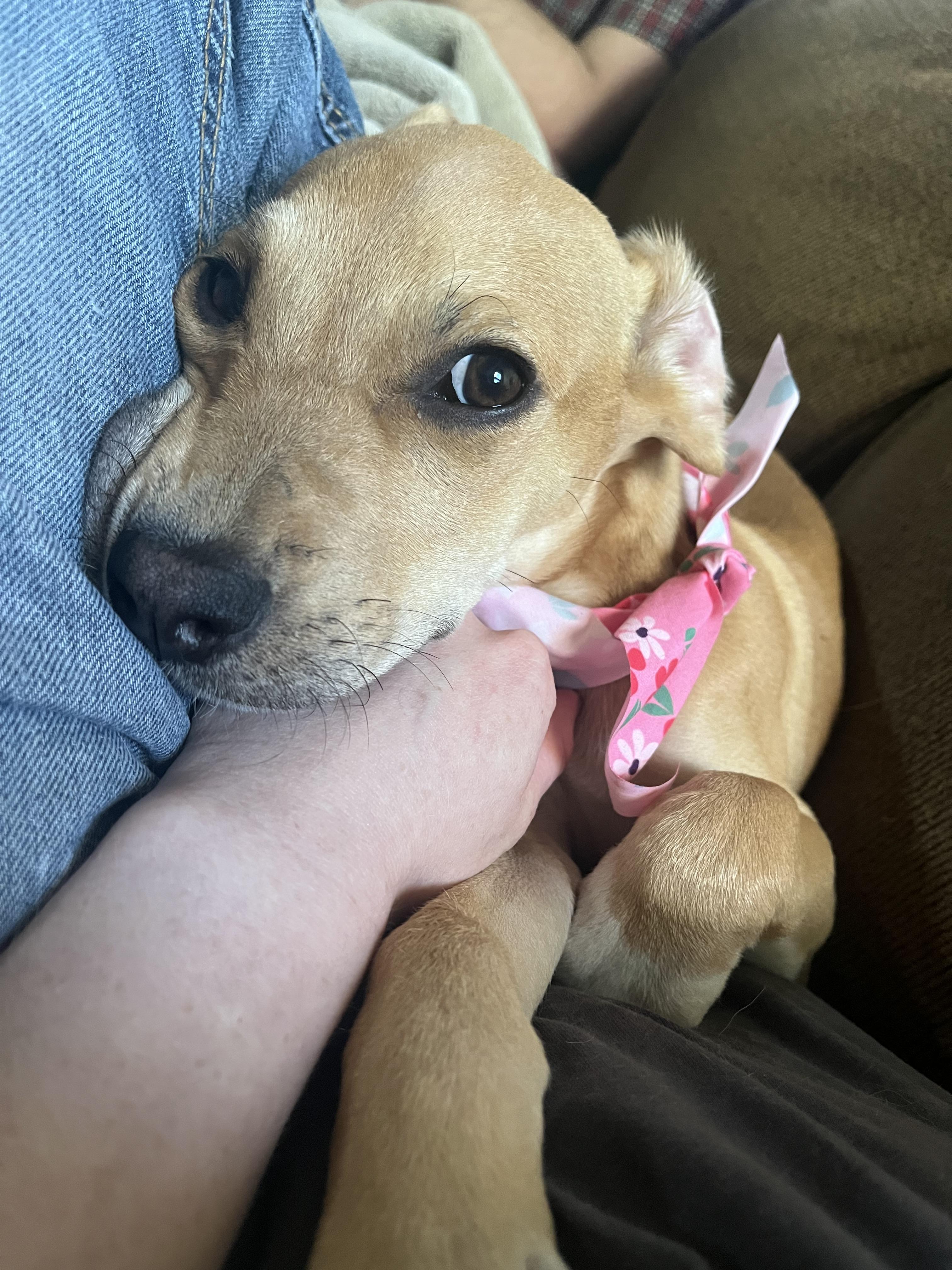 Enlarge Annie, an adopted Mixed Breed in Richmond, KY image 5/6