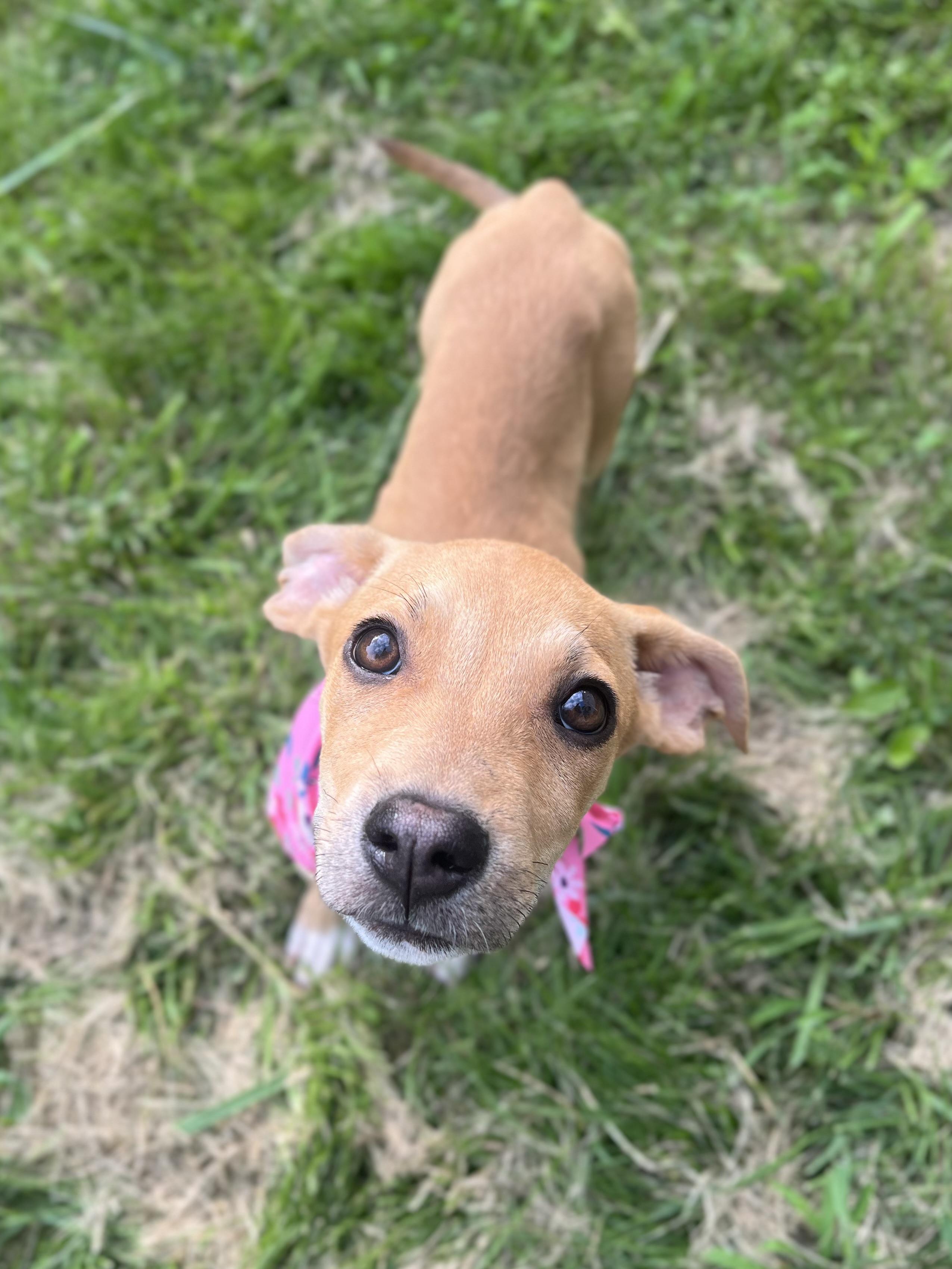 Enlarge Annie, an adopted Mixed Breed in Richmond, KY image 2/6
