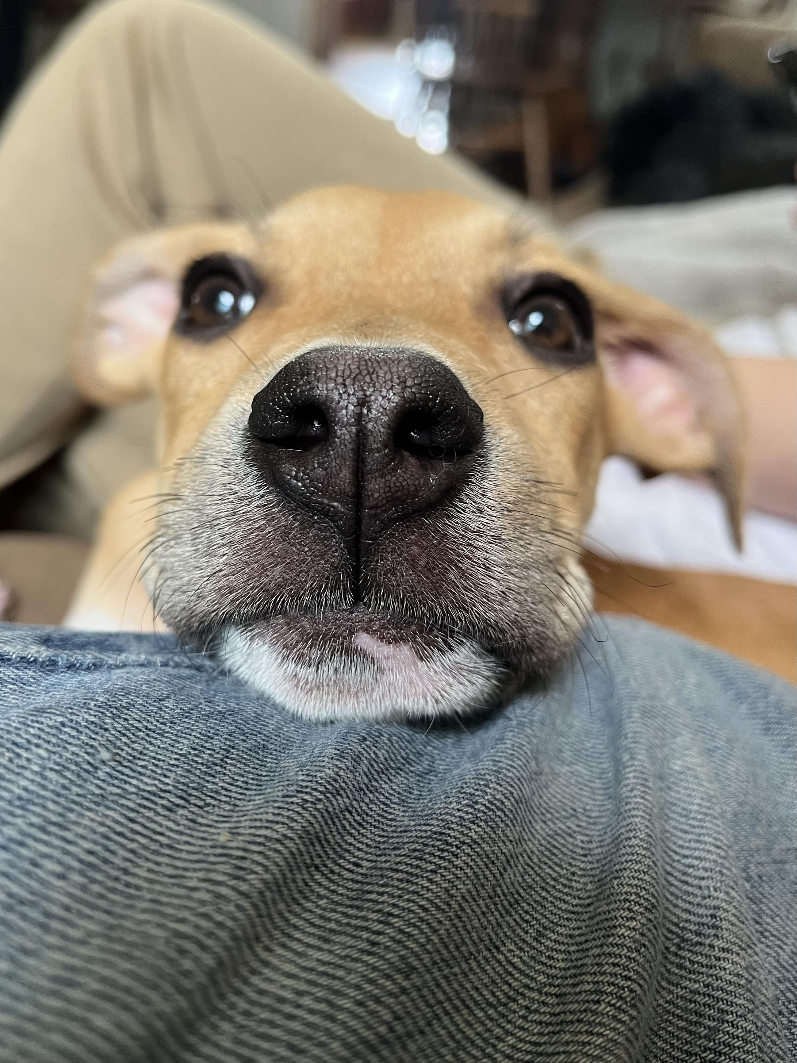 Enlarge Annie, an adopted Mixed Breed in Richmond, KY image 4/6