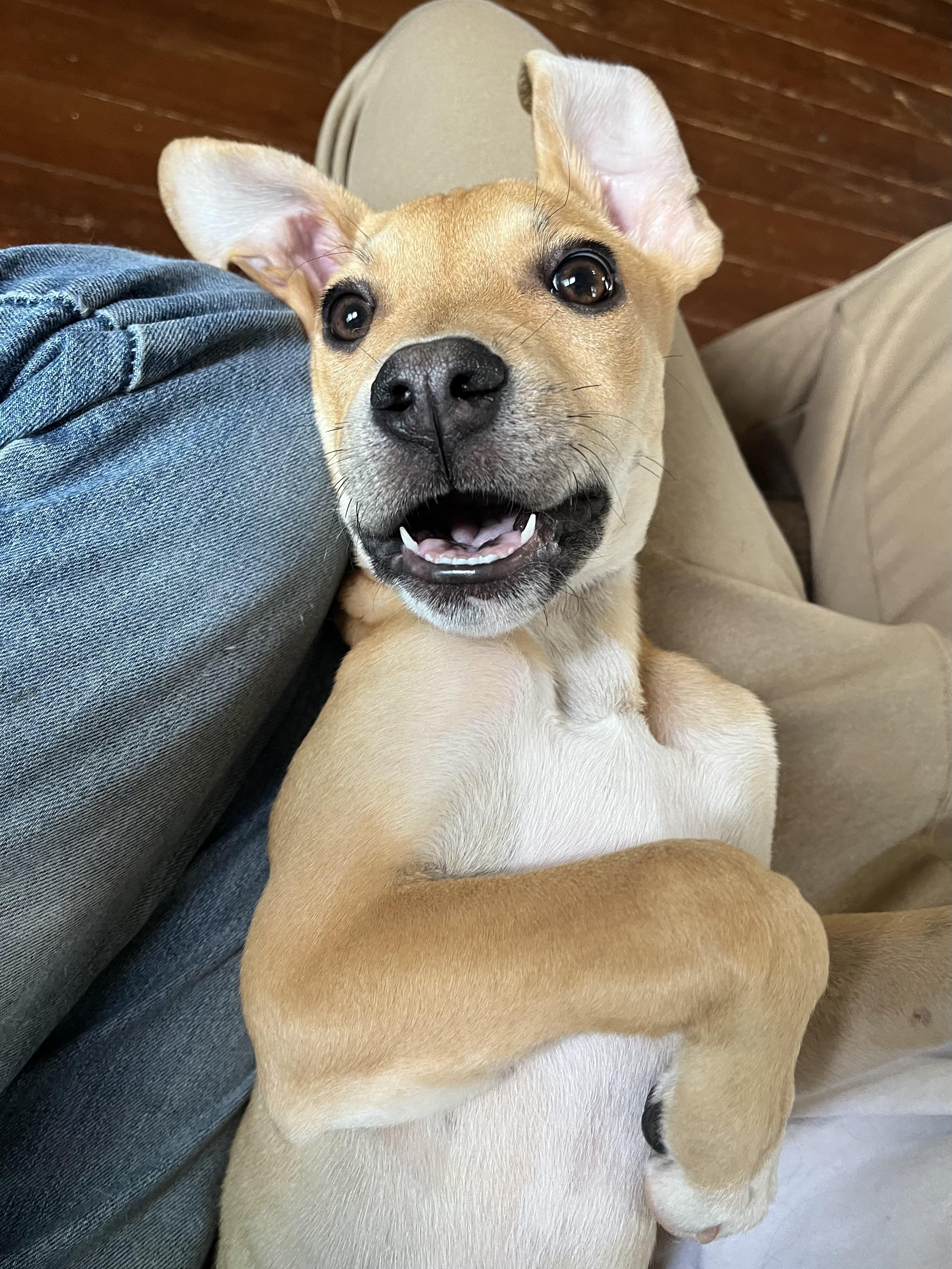 Enlarge Annie, an adopted Mixed Breed in Richmond, KY image 3/6