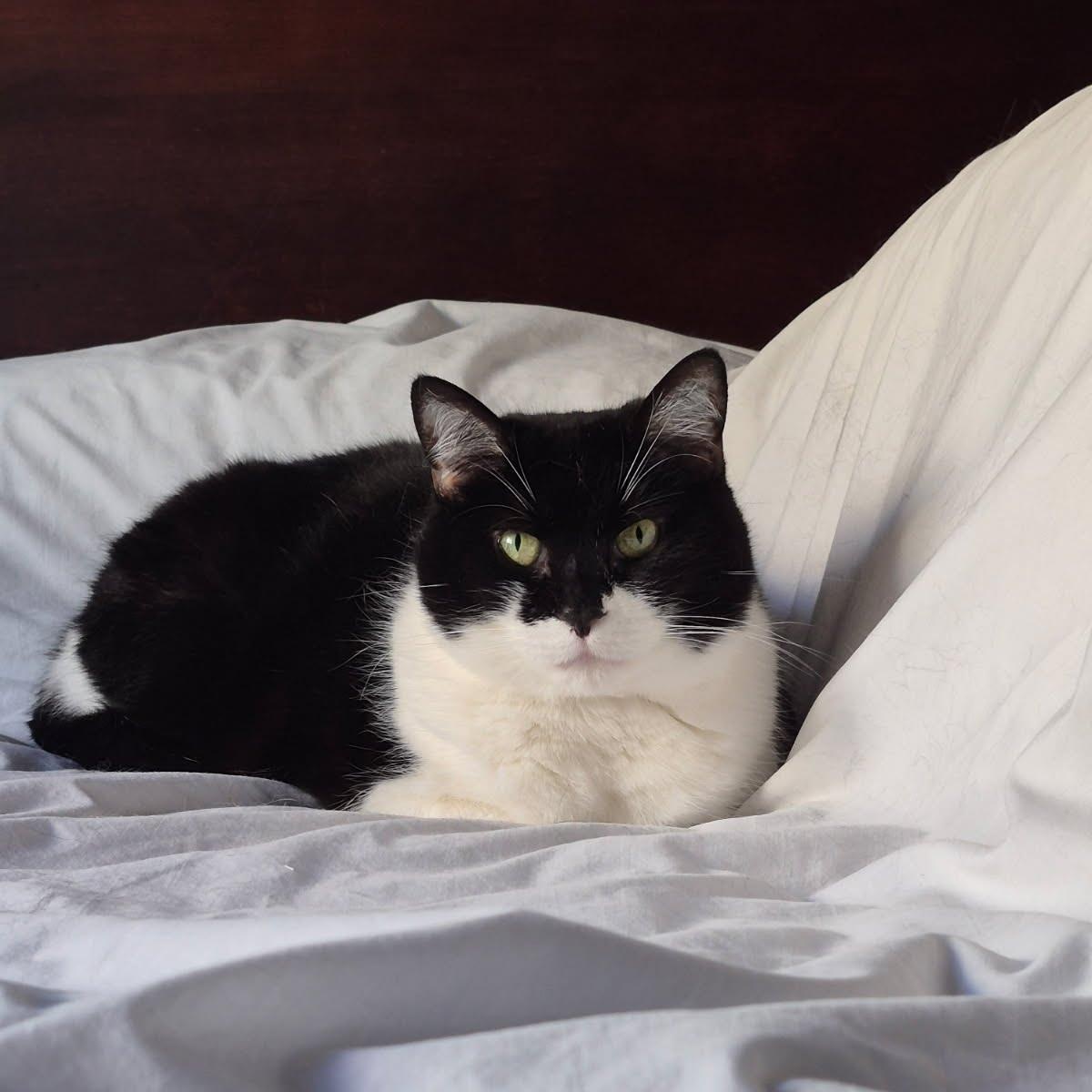 Valerie, adoptable, Adult Female Domestic Short Hair.