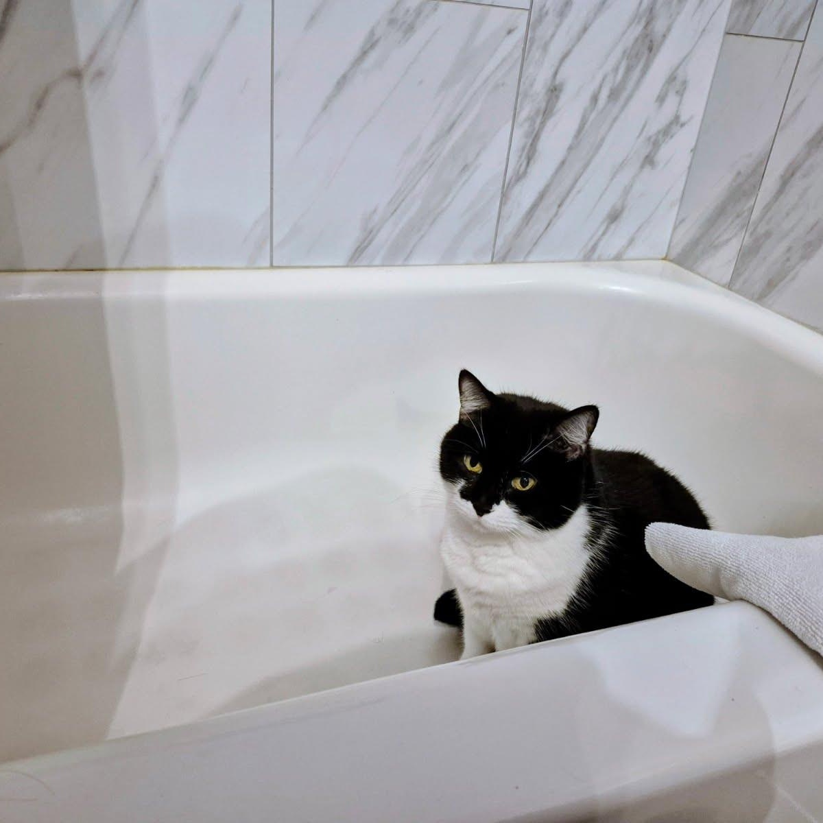 Valerie, Adoptable, Adult Female Domestic Short Hair.