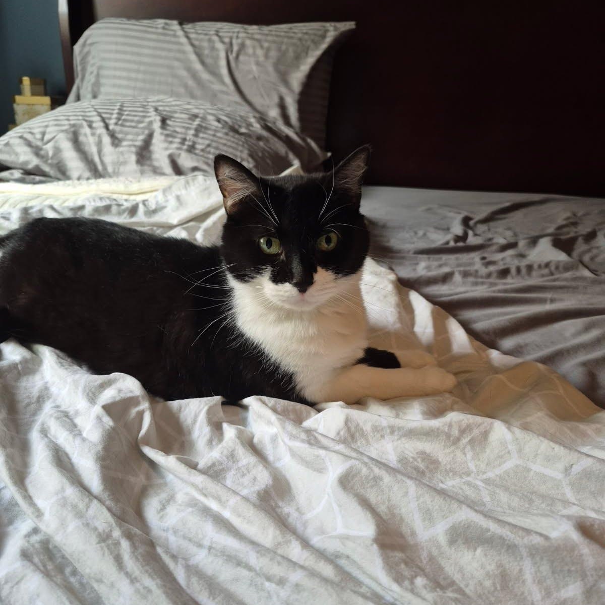 Valerie, adoptable, Adult Female Domestic Short Hair.