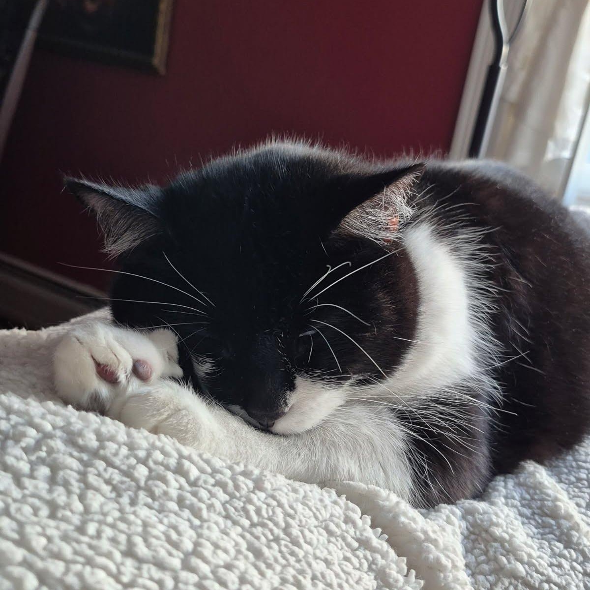 Valerie, a Adoptable Domestic Short Hair in Evanston, IL image 2/5