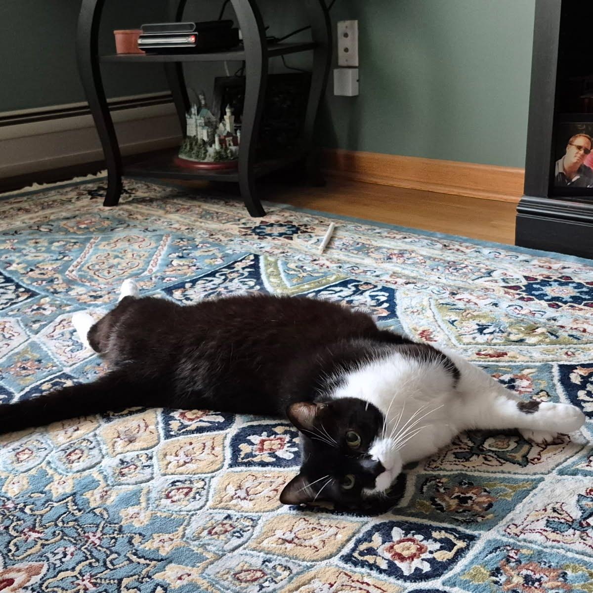 Valerie, a Adoptable Domestic Short Hair in Evanston, IL image 3/5