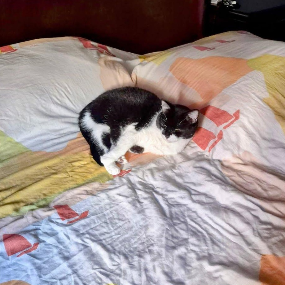 Valerie, a Adoptable Domestic Short Hair in Evanston, IL image 4/5