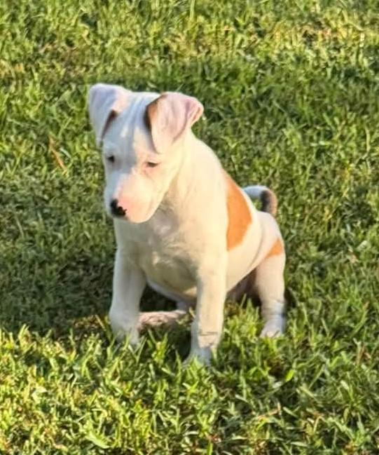 Lucille, Adoptable, Puppy Female Pit Bull Terrier.