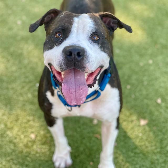 Enlarge GINO, a Adoptable Pit Bull Terrier in Edmond, OK image 1/1