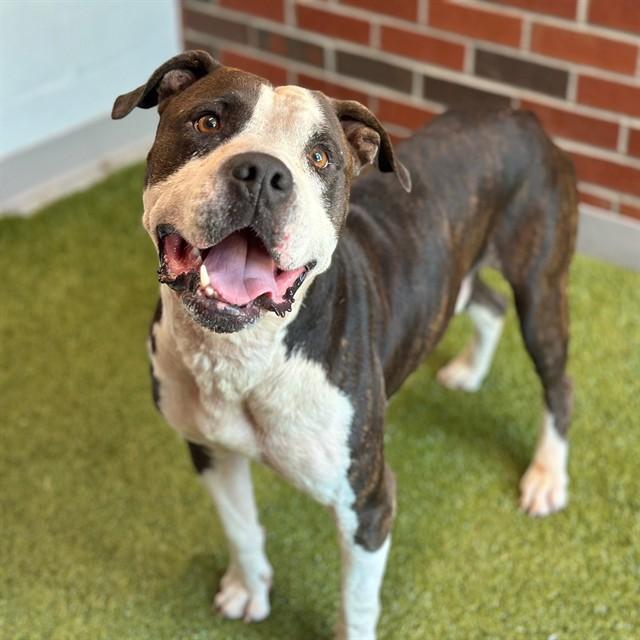 GINO, Adoptable, Adult Male Pit Bull Terrier.