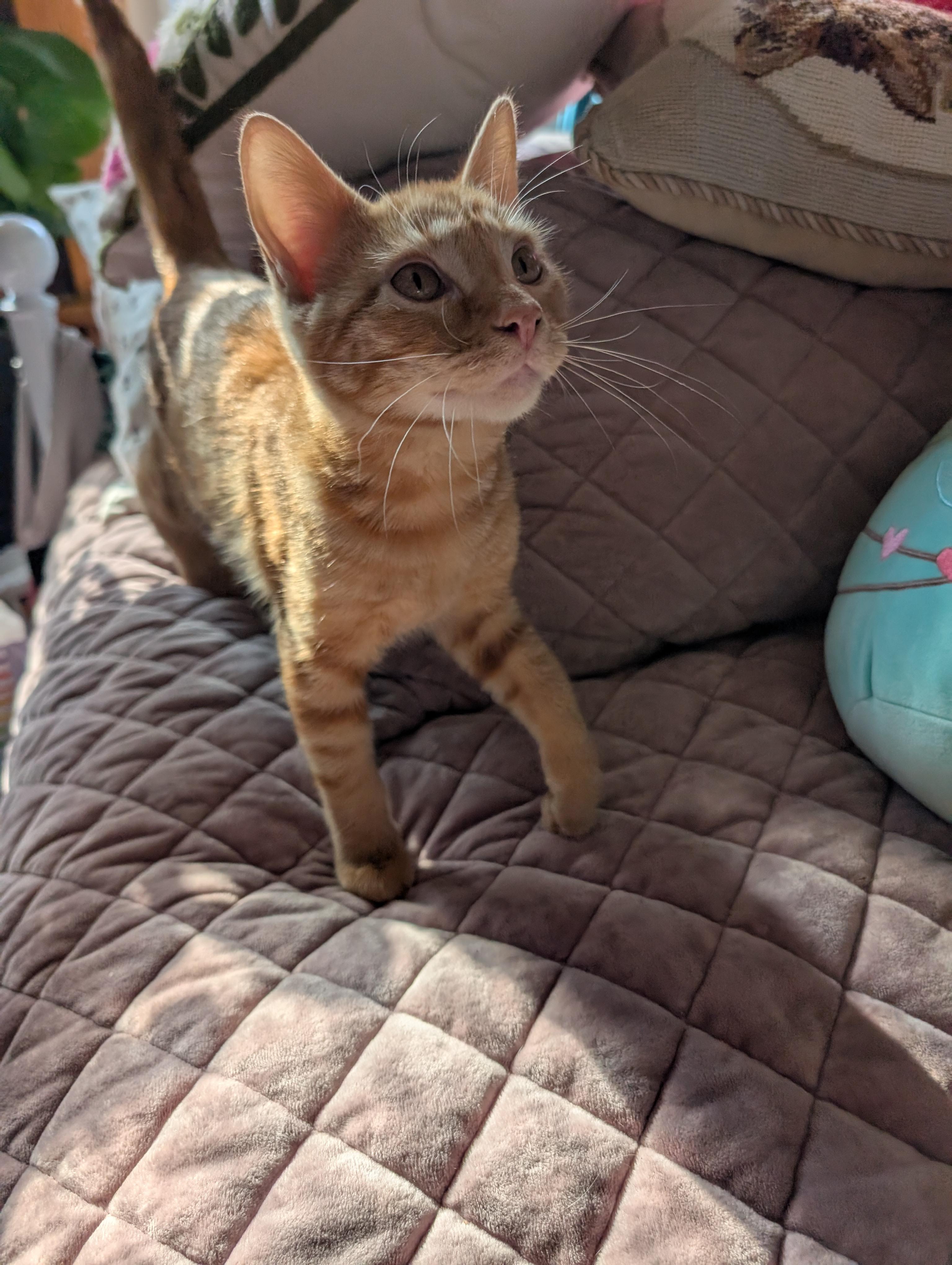 Queso