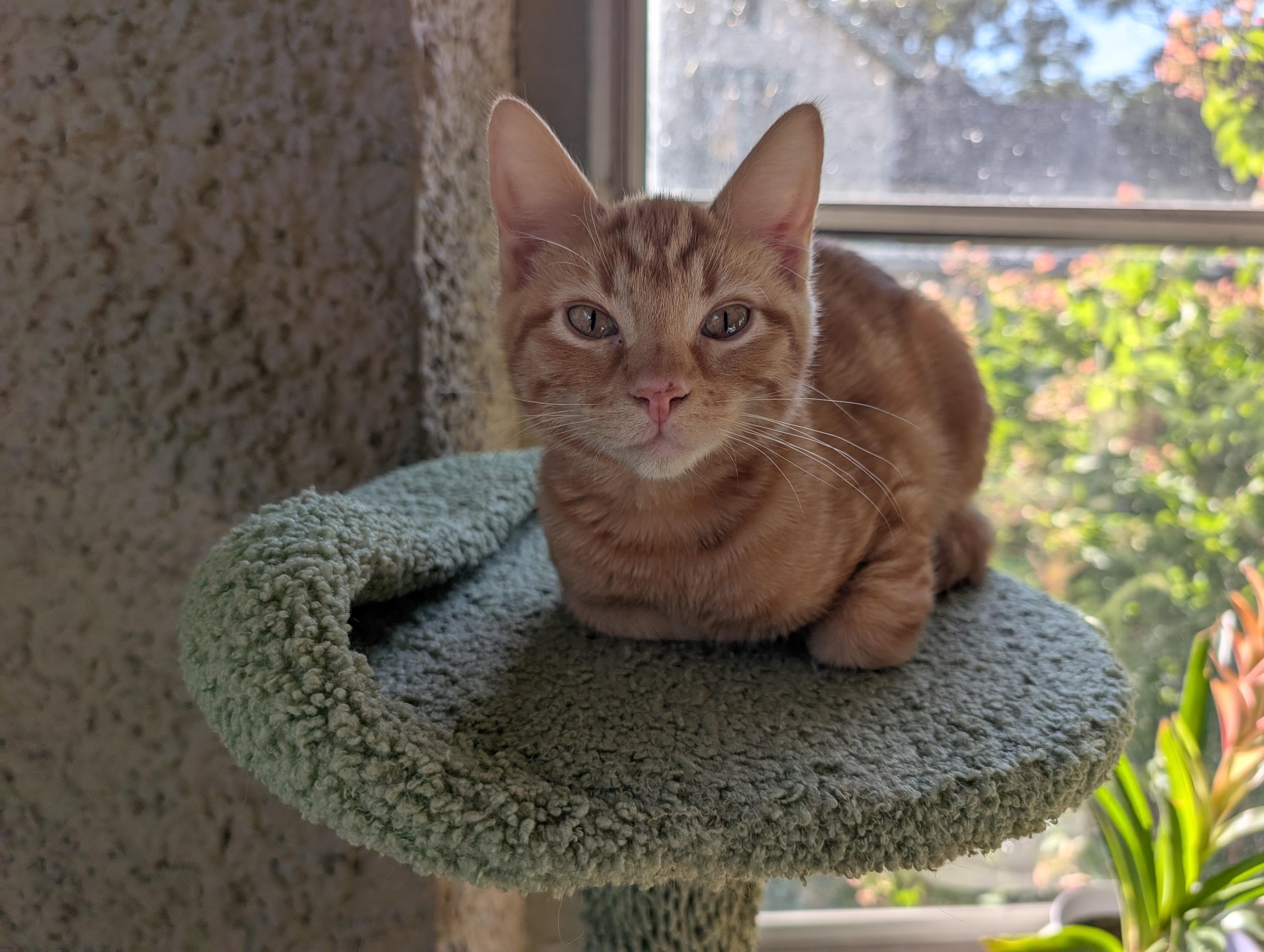 Queso