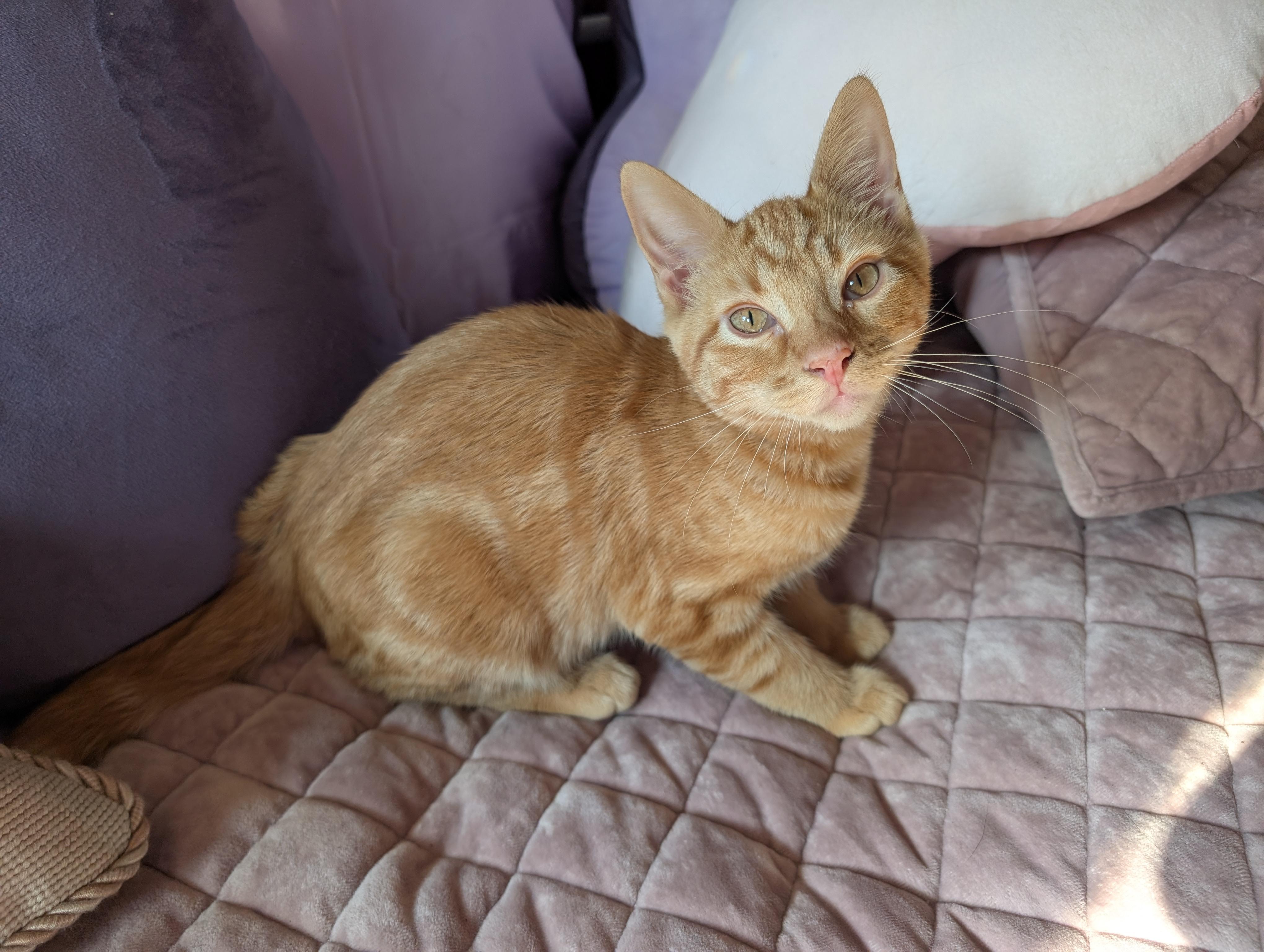 Queso