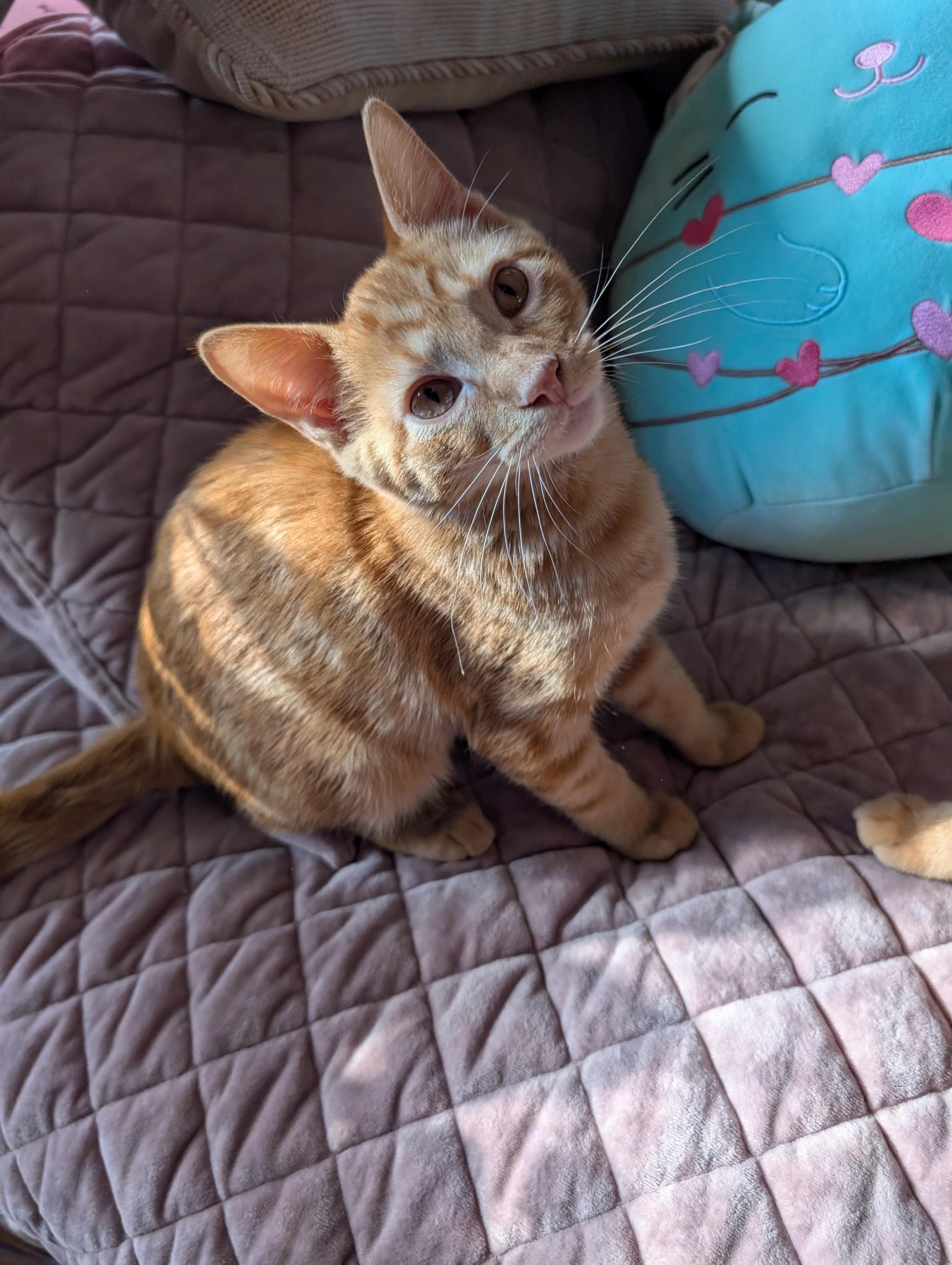 Queso