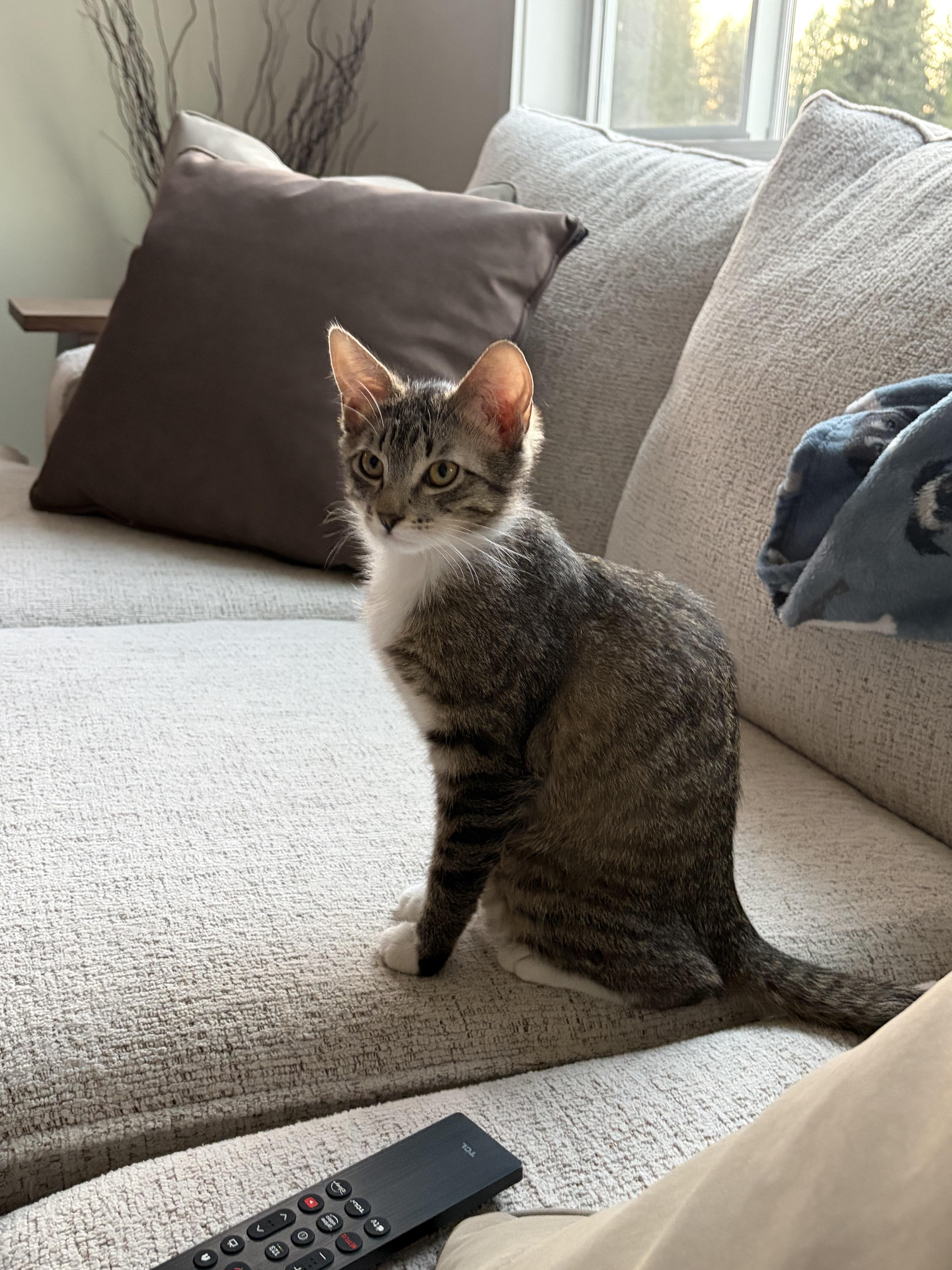 Gabriella, ADOPTABLE, Kitten Female Domestic Short Hair.