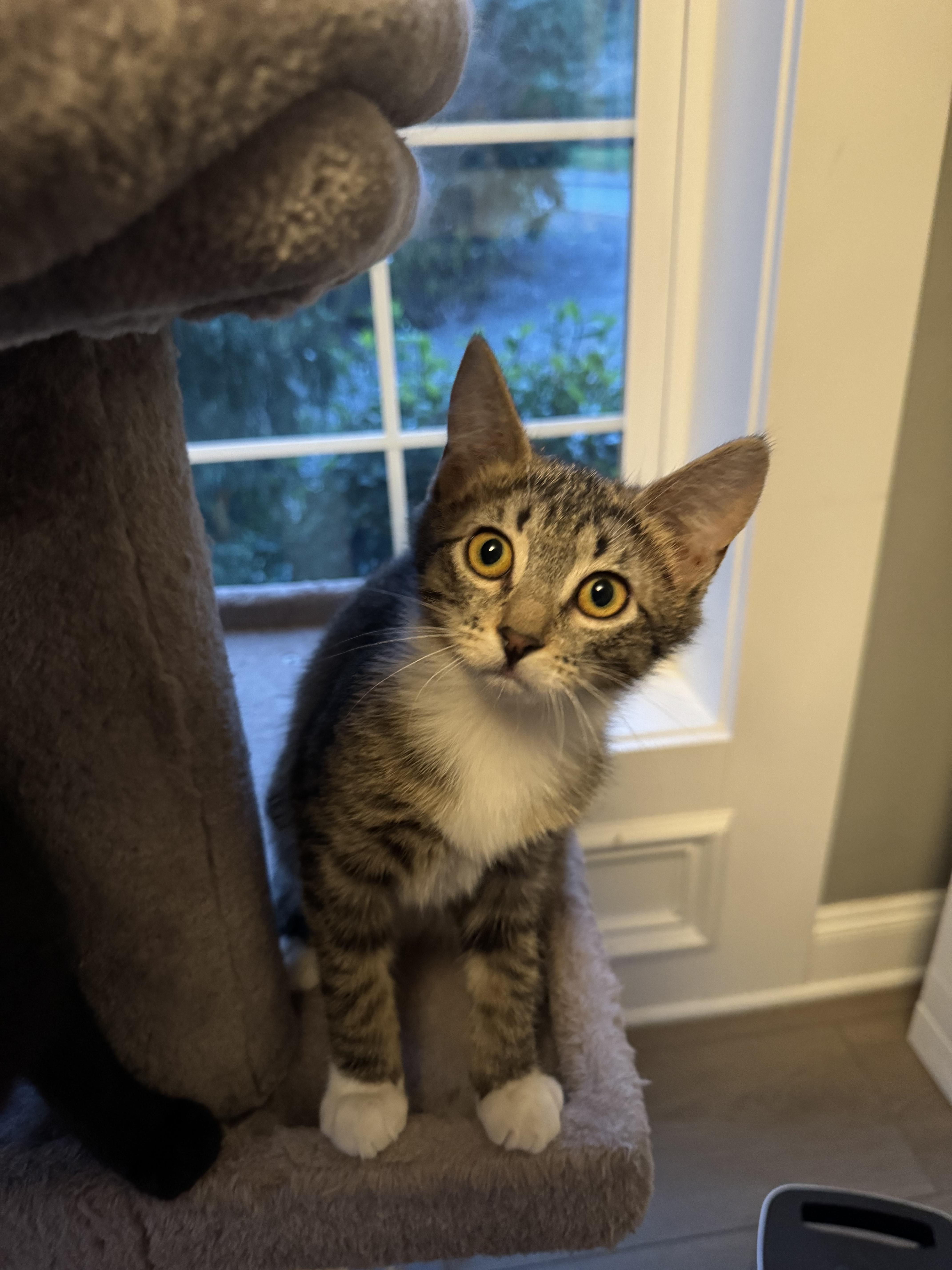 Enlarge Gabriella, a ADOPTABLE mixed breed in Bonney Lake, WA image 2/2