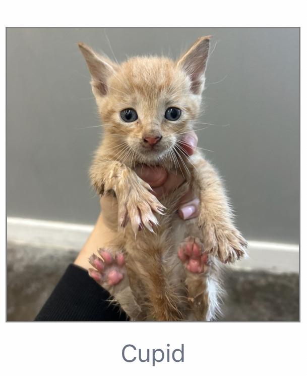 Kitten  copy #7, Adoptable, Kitten Male Domestic Short Hair.