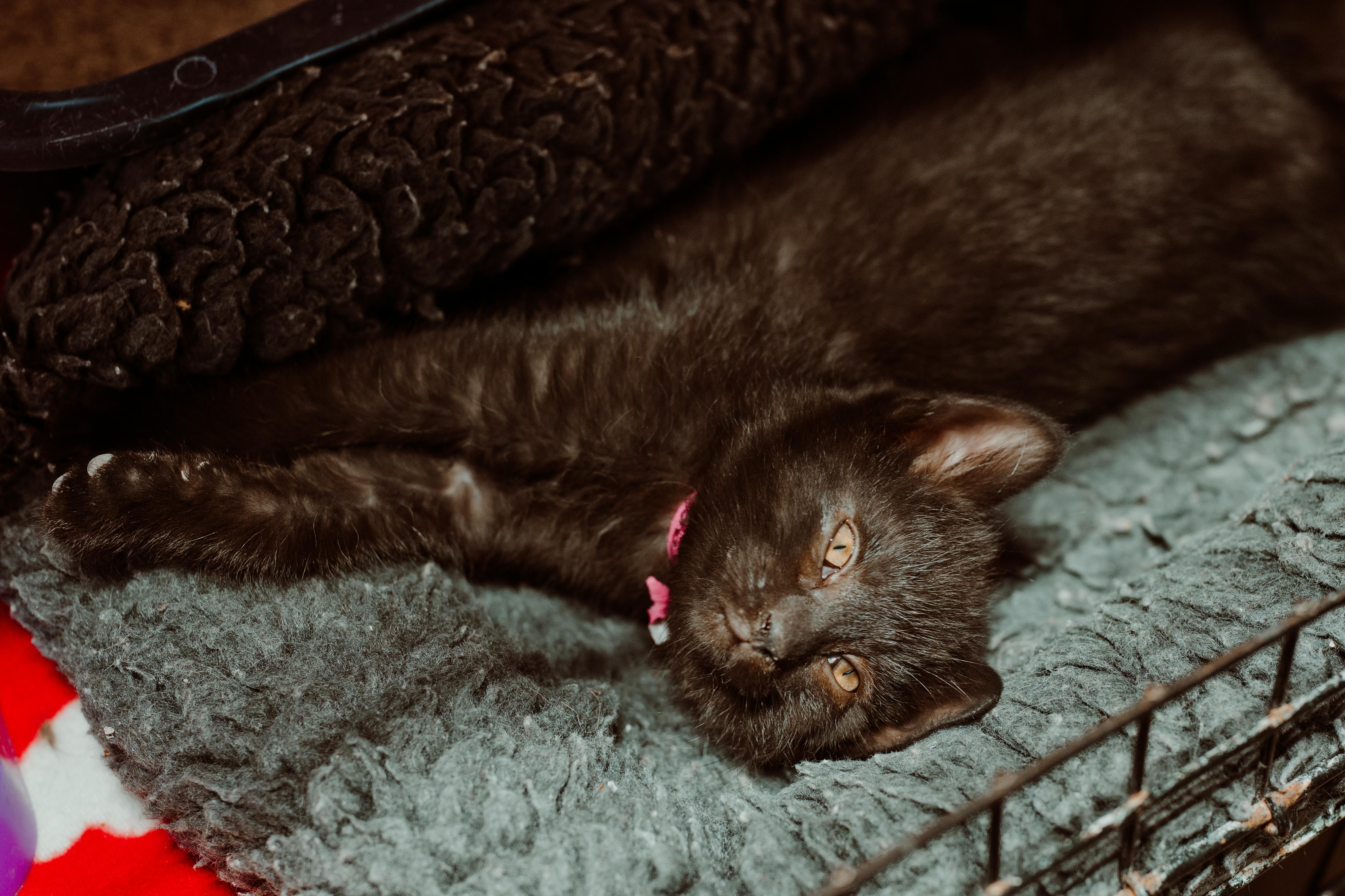 Enlarge Reagan (Pink Collar), an adopted Domestic Short Hair in Le Mars, IA image 1/1