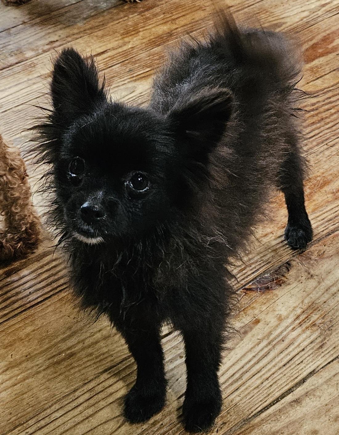 Enlarge Amos, a Adopted Pomeranian in Martinsville, IN image 2/6