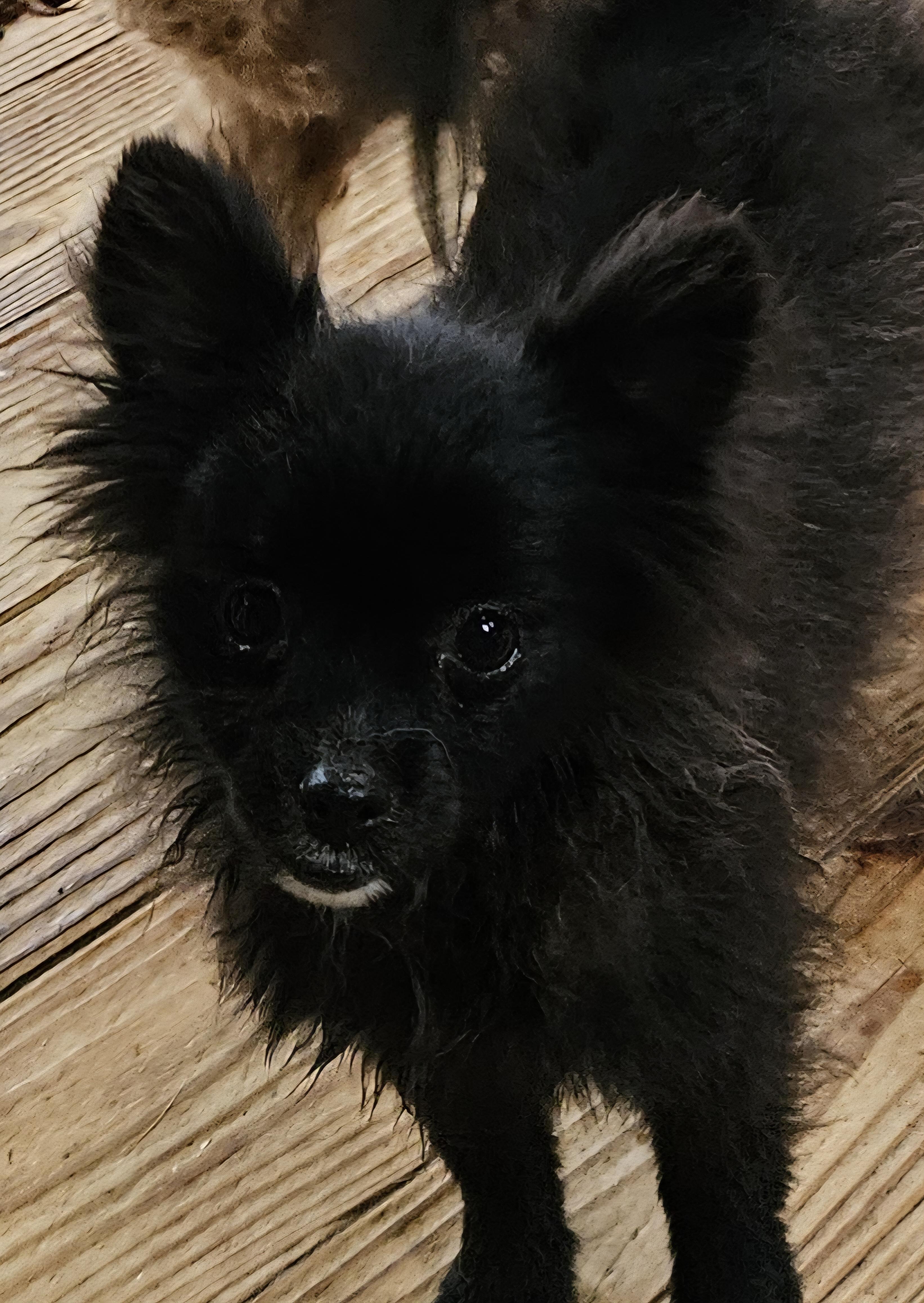 Enlarge Amos, a Adopted Pomeranian in Martinsville, IN image 3/6