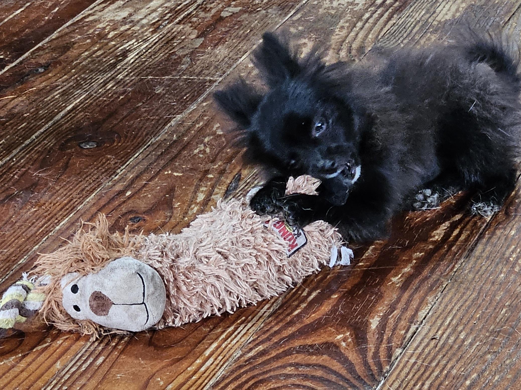 Enlarge Amos, a Adopted Pomeranian in Martinsville, IN image 5/6