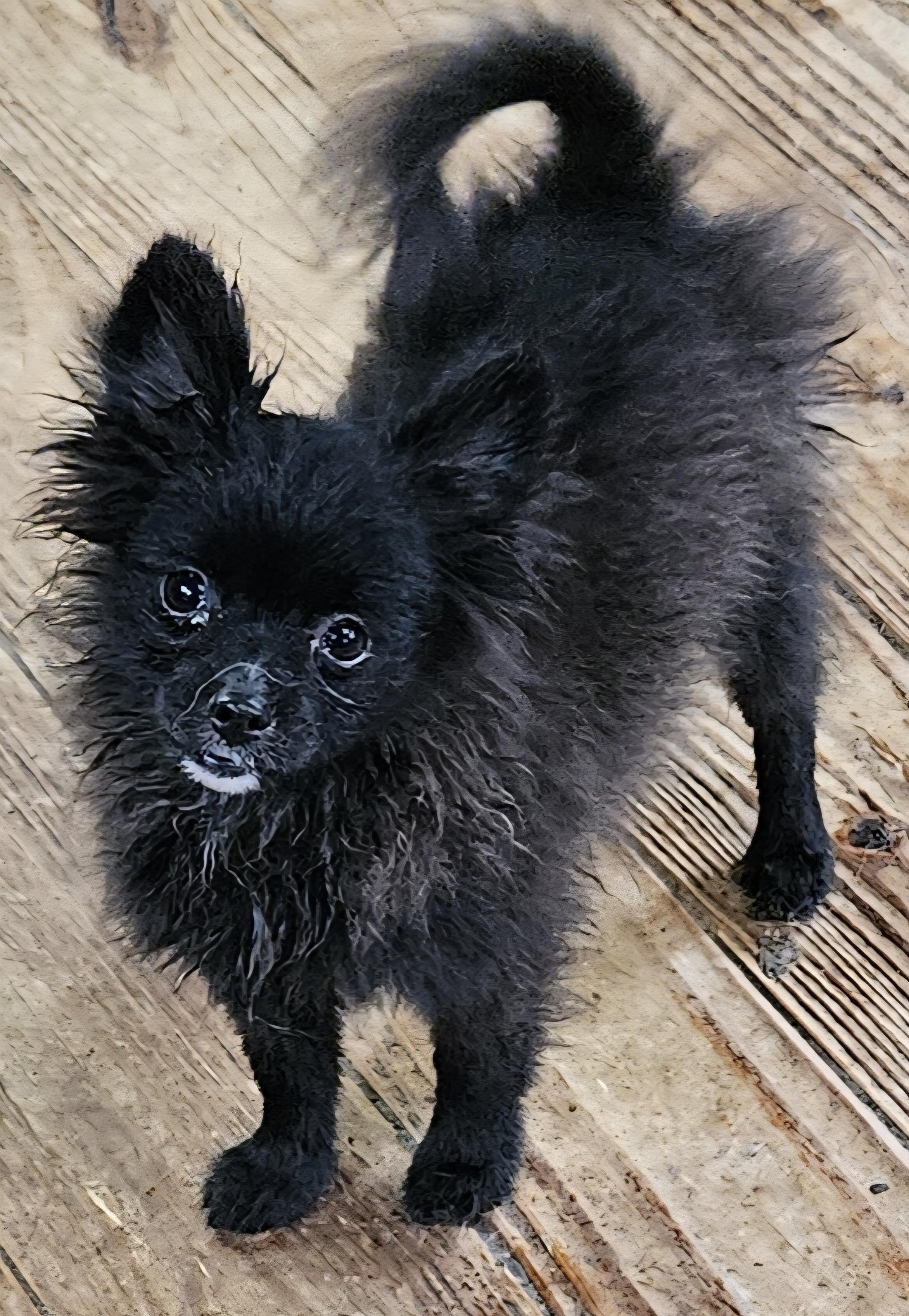 Enlarge Amos, a Adopted Pomeranian in Martinsville, IN image 6/6