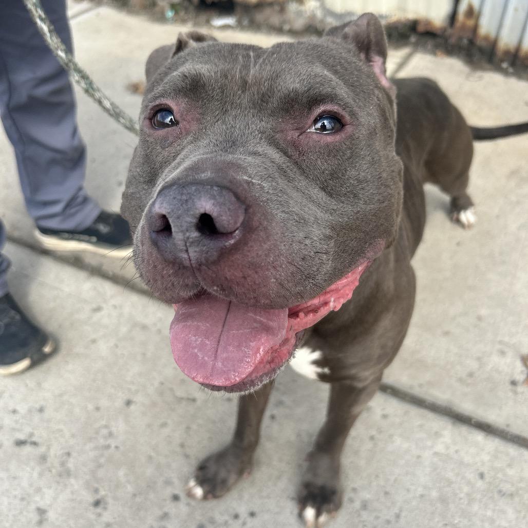 Kode, Adoptable, Puppy Male Pit Bull Terrier.