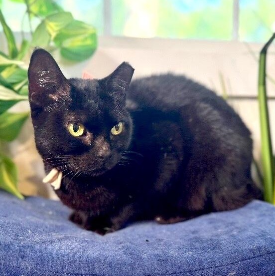 Annabelle Daniel — thumbnail 4