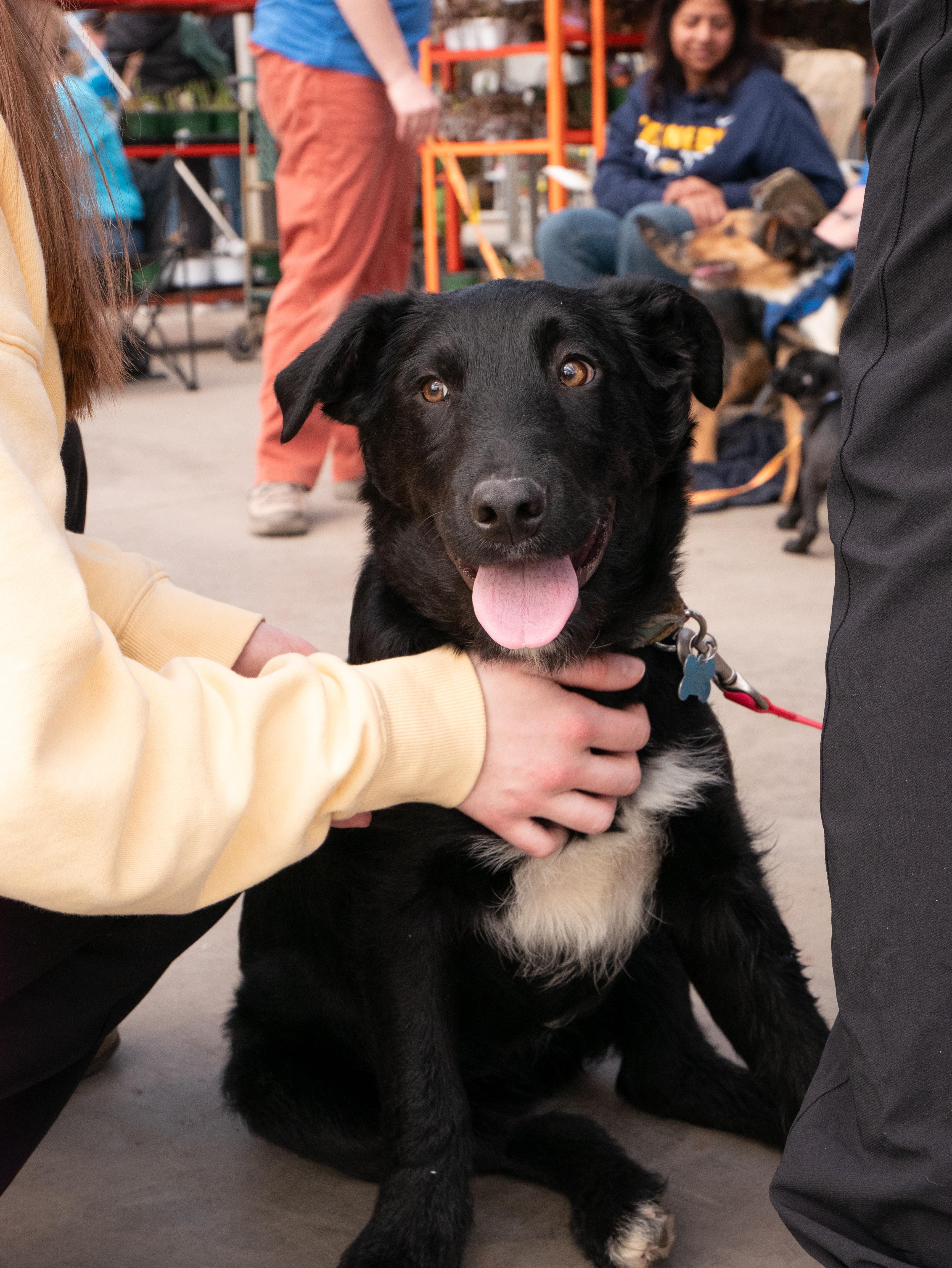 Enlarge Armani, a ADOPTABLE mixed breed in Minneapolis, MN image 1/6