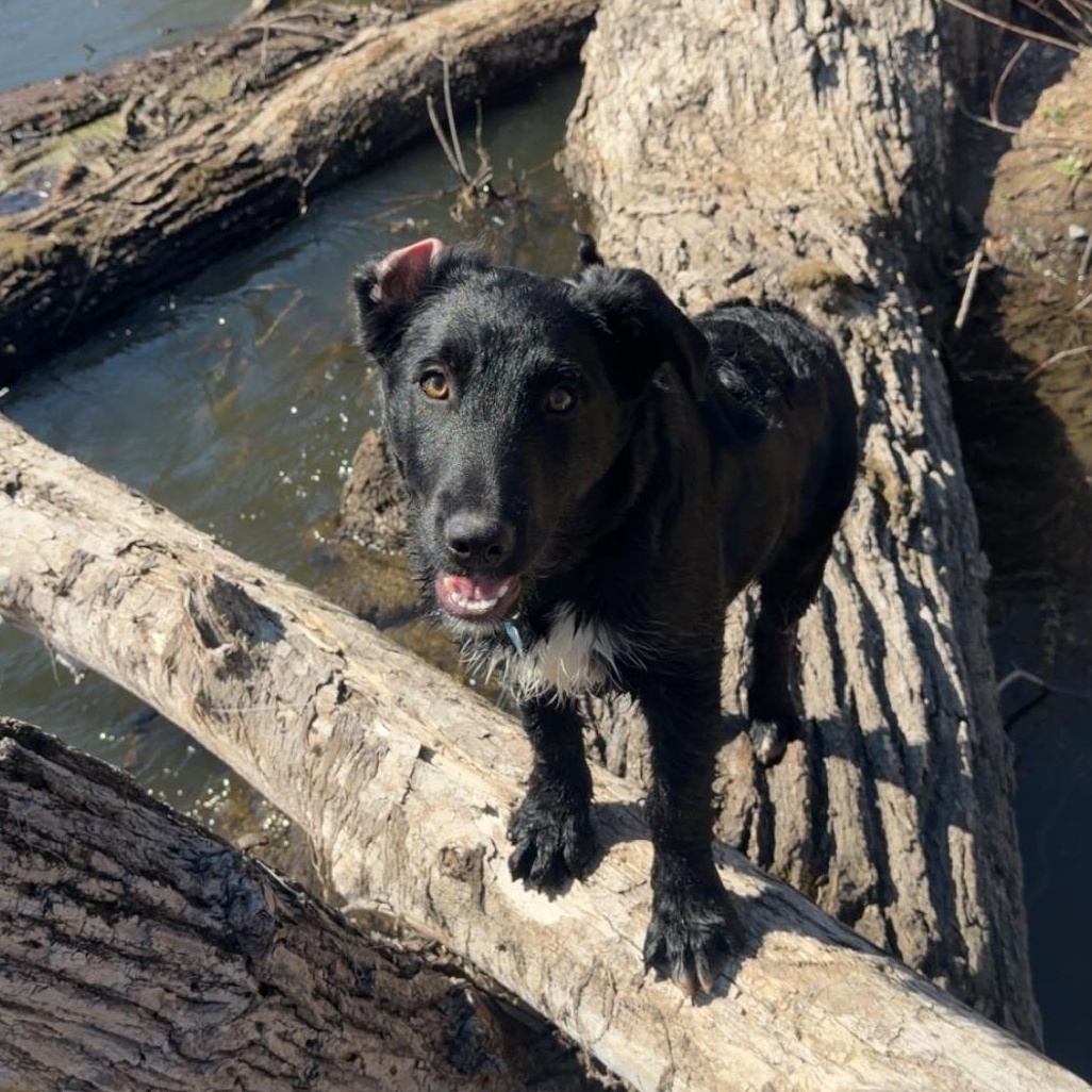 Enlarge Armani, a ADOPTABLE mixed breed in Minneapolis, MN image 3/6