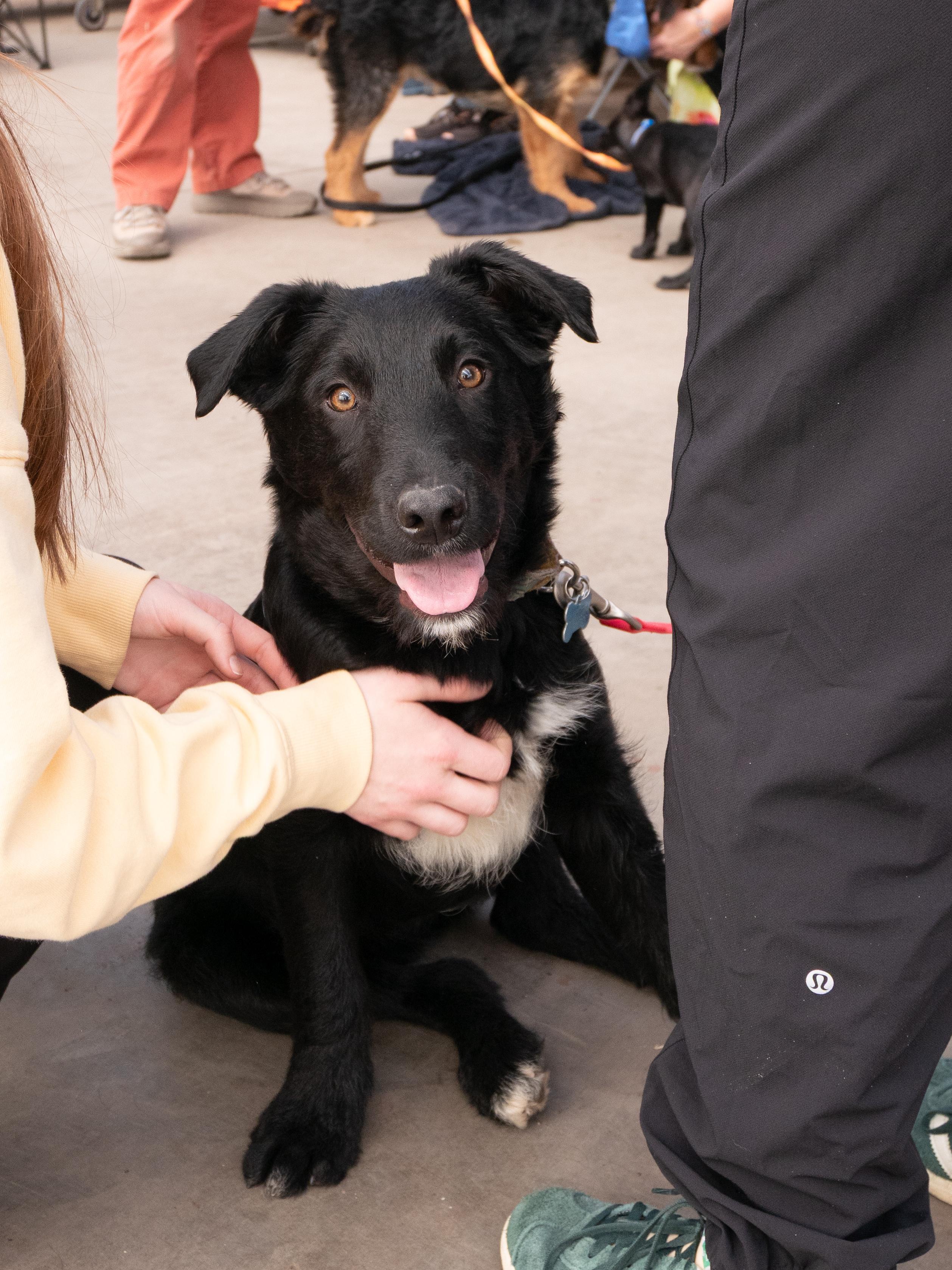 Enlarge Armani, a ADOPTABLE mixed breed in Minneapolis, MN image 2/6