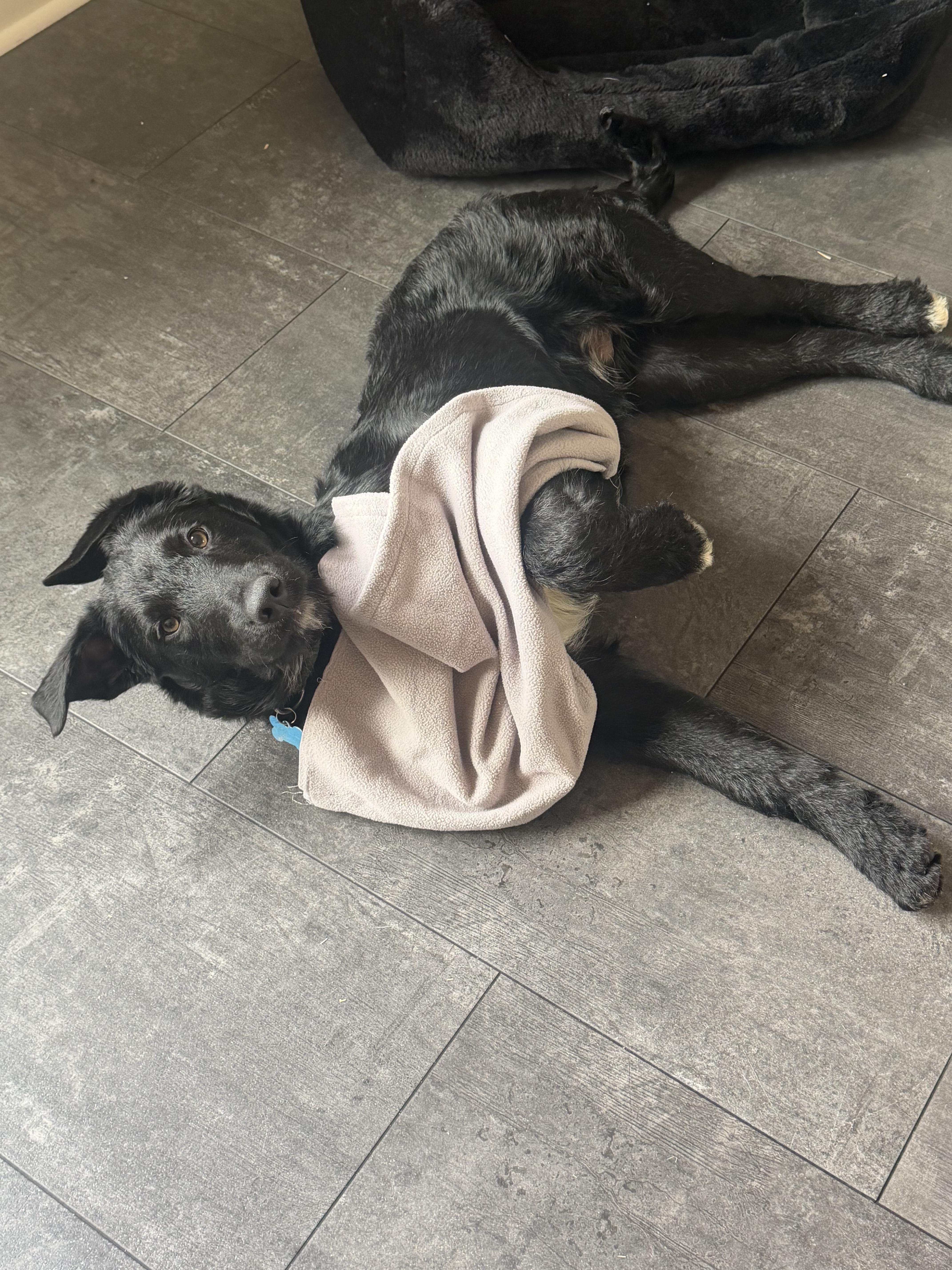 Enlarge Armani, a ADOPTABLE mixed breed in Minneapolis, MN image 5/6