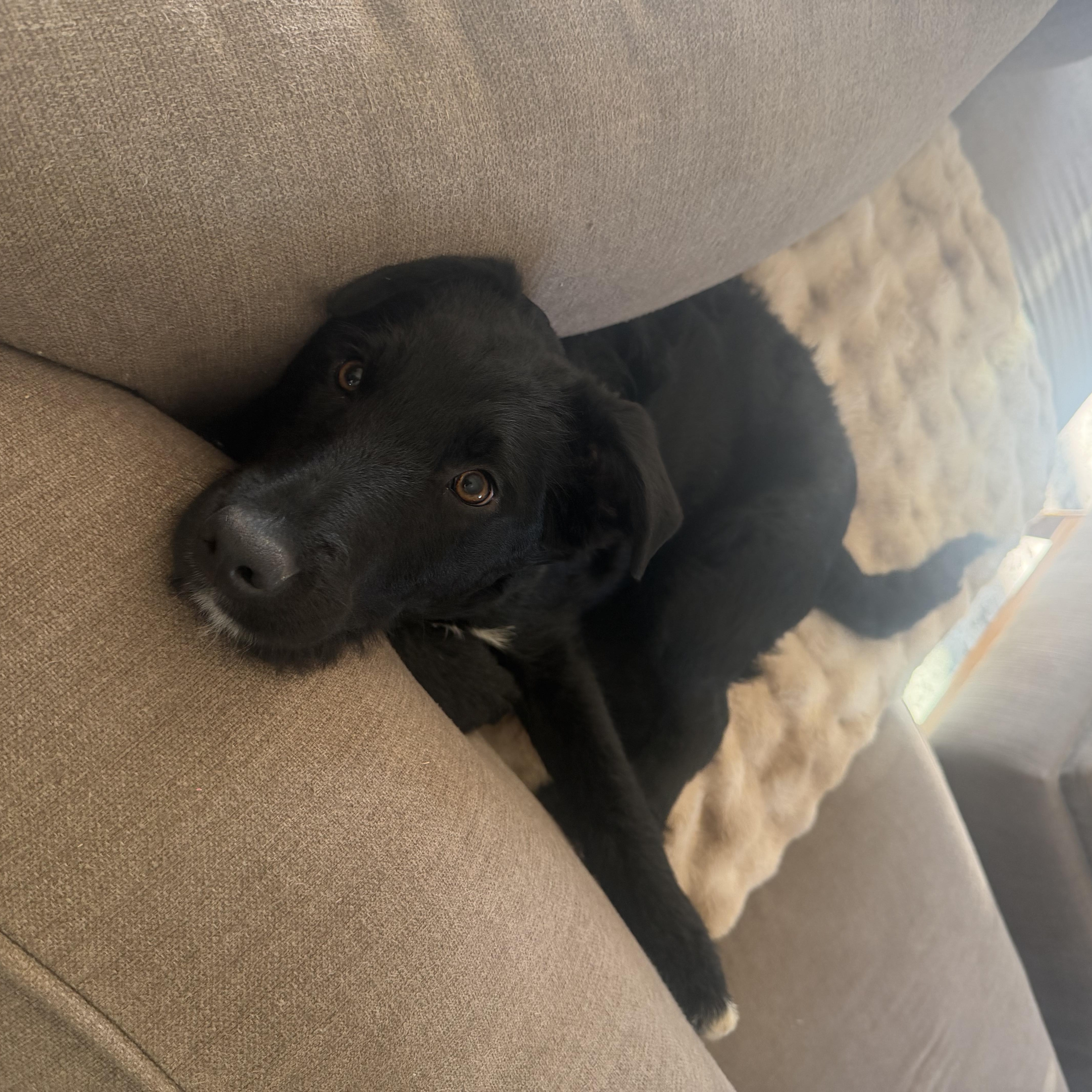 Enlarge Armani, a ADOPTABLE mixed breed in Minneapolis, MN image 4/6