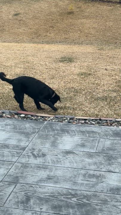 Enlarge Armani, a ADOPTABLE mixed breed in Minneapolis, MN video 6/6