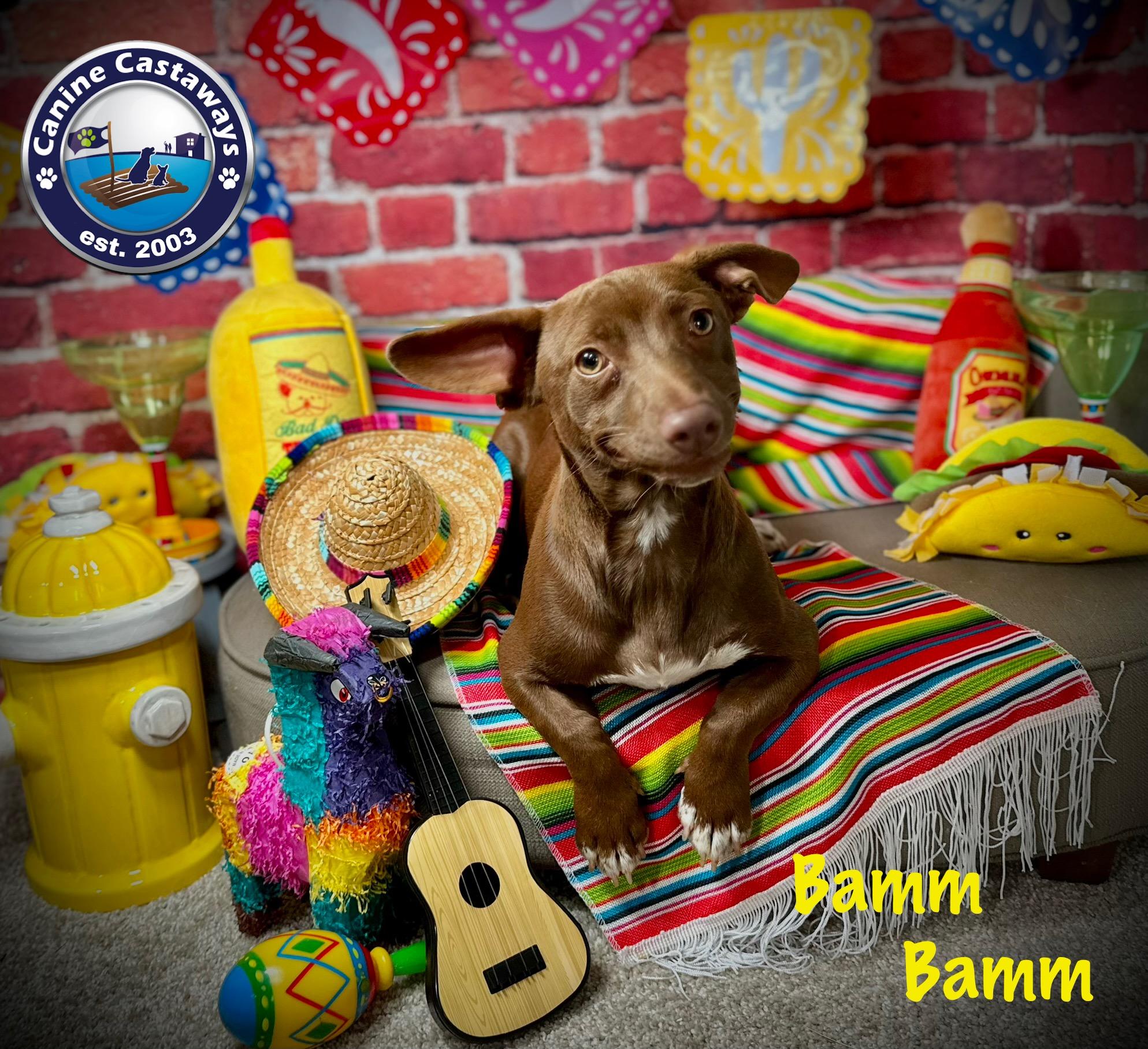 Bamm-Bamm photo 2