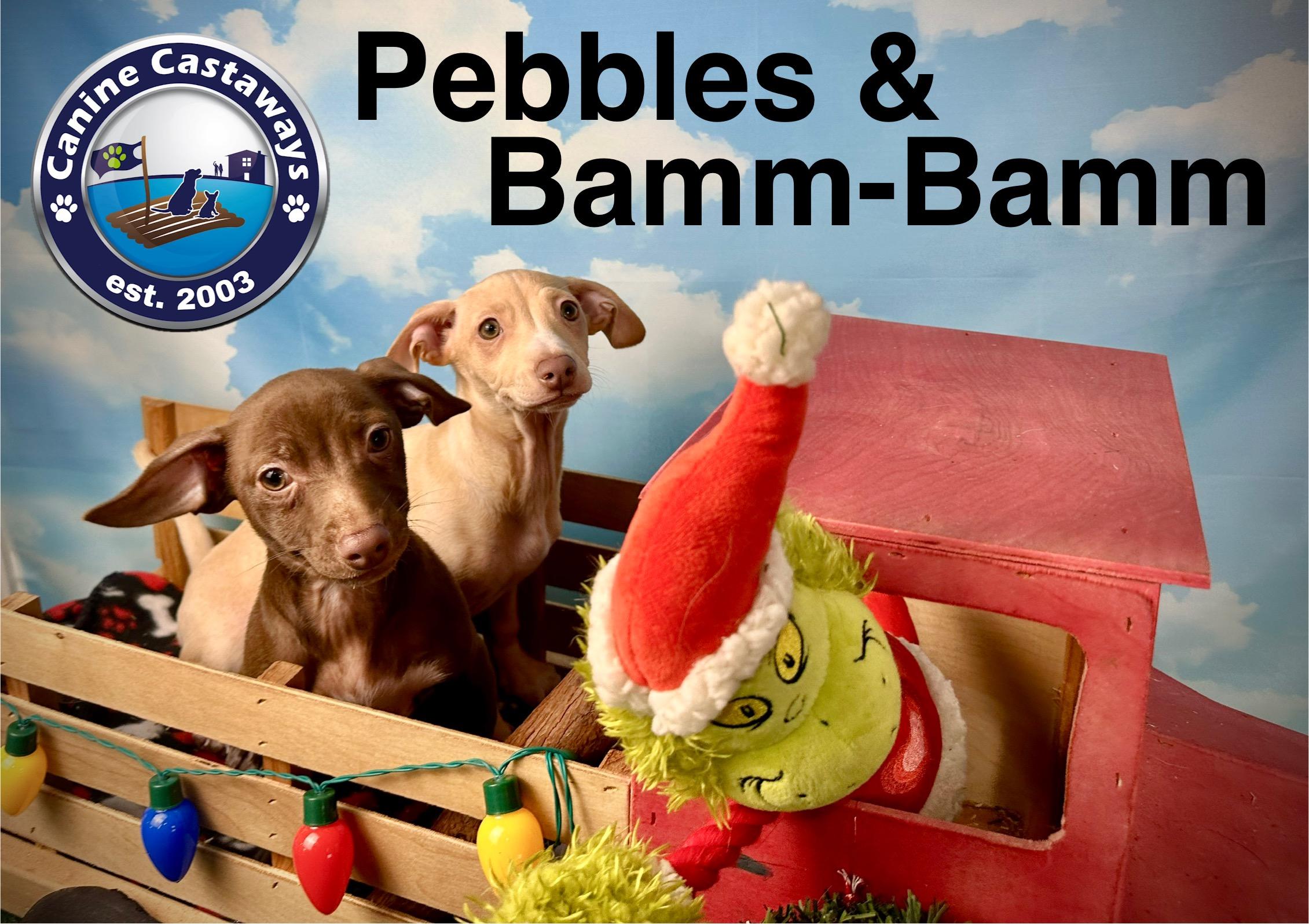 Bamm-Bamm photo 5